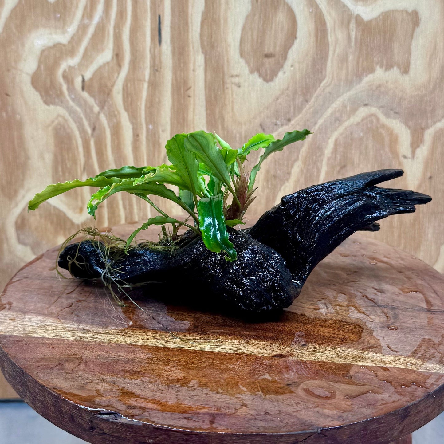 Scapeshop.com.au One Only Bucephalandra on Medium Driftwood - ONE ONLY - Creative Buy Bucephalandra on Medium Driftwood - ONE ONLY - Scapeshop Australia