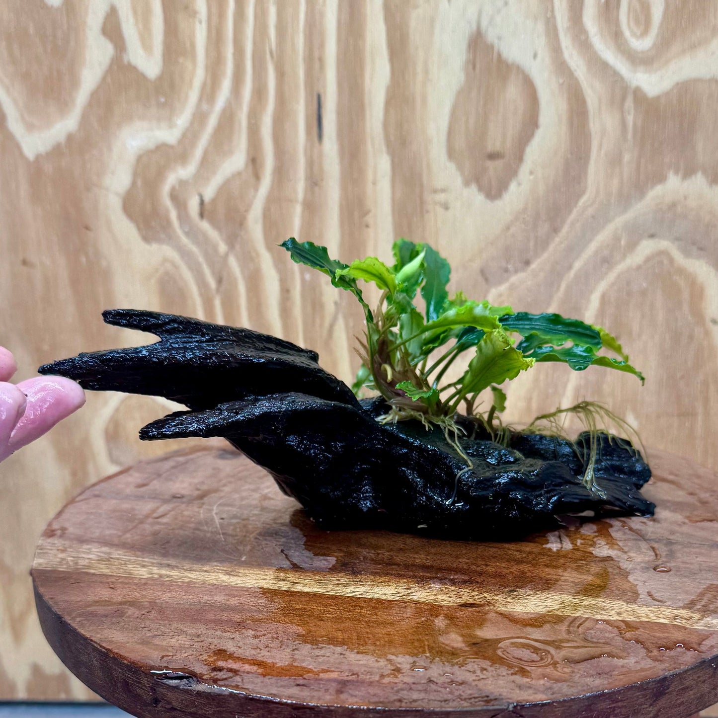 Scapeshop.com.au One Only Bucephalandra on Medium Driftwood - ONE ONLY - Creative Buy Bucephalandra on Medium Driftwood - ONE ONLY - Scapeshop Australia