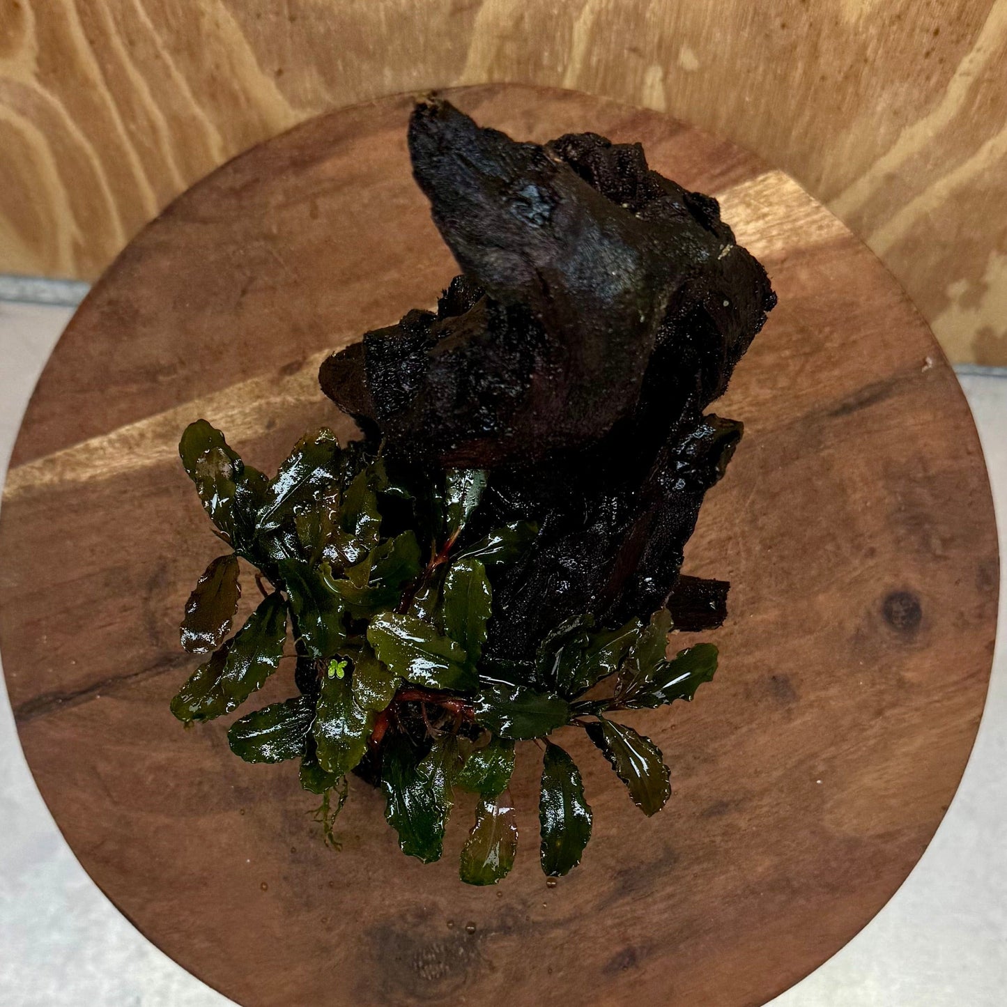 Scapeshop.com.au One Only Bucephalandra on Medium Driftwood - ONE ONLY - Creative Buy Bucephalandra on Medium Driftwood - ONE ONLY - Scapeshop Australia