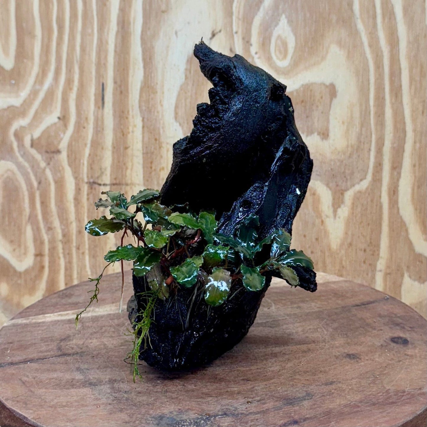 Scapeshop.com.au One Only Bucephalandra on Medium Driftwood - ONE ONLY - Creative Buy Bucephalandra on Medium Driftwood - ONE ONLY - Scapeshop Australia