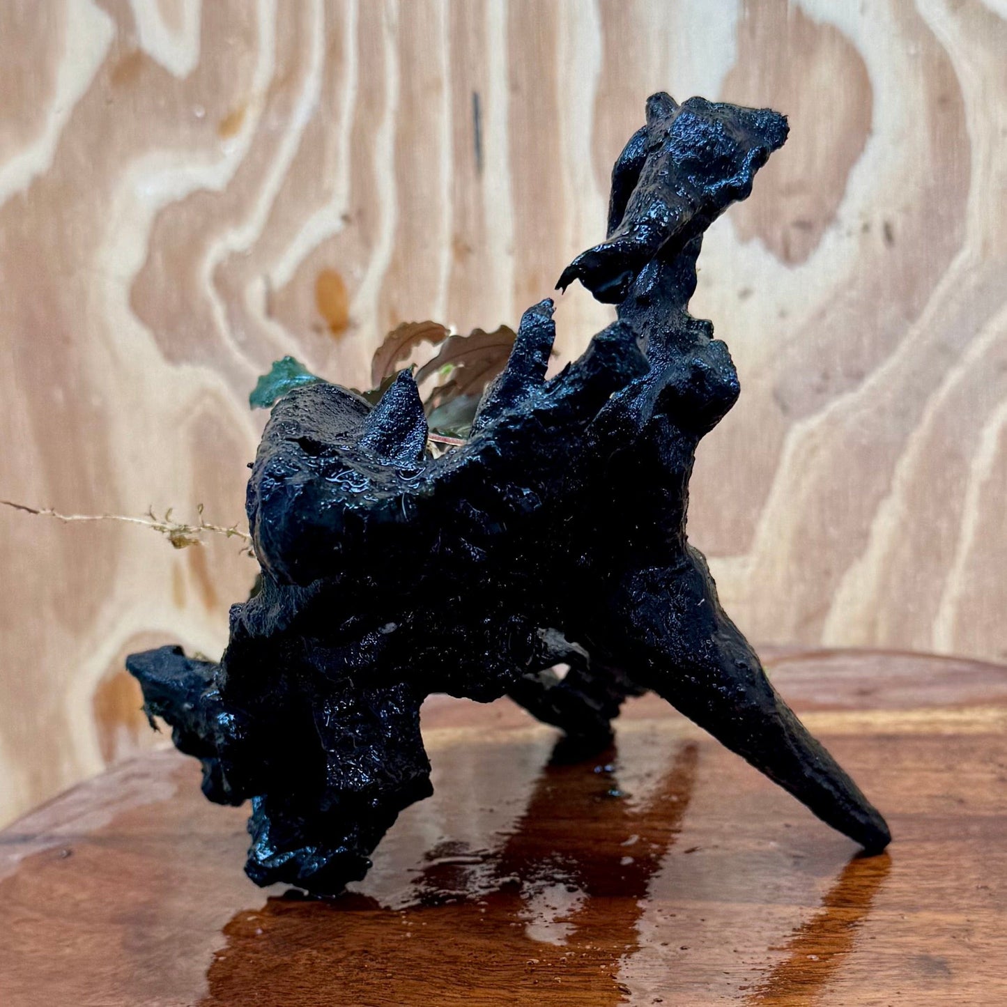 Scapeshop.com.au One Only Bucephalandra on Medium Driftwood - ONE ONLY - Creative Buy Bucephalandra on Medium Driftwood - ONE ONLY - Scapeshop Australia