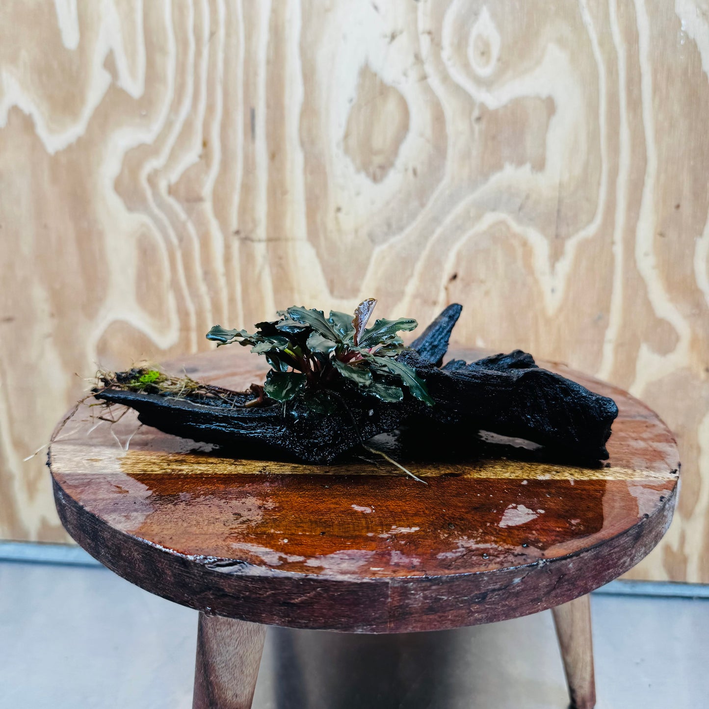 Scapeshop.com.au One Only Bucephalandra on Medium Driftwood - ONE ONLY - Creative Buy Bucephalandra on Medium Driftwood - ONE ONLY - Scapeshop Australia