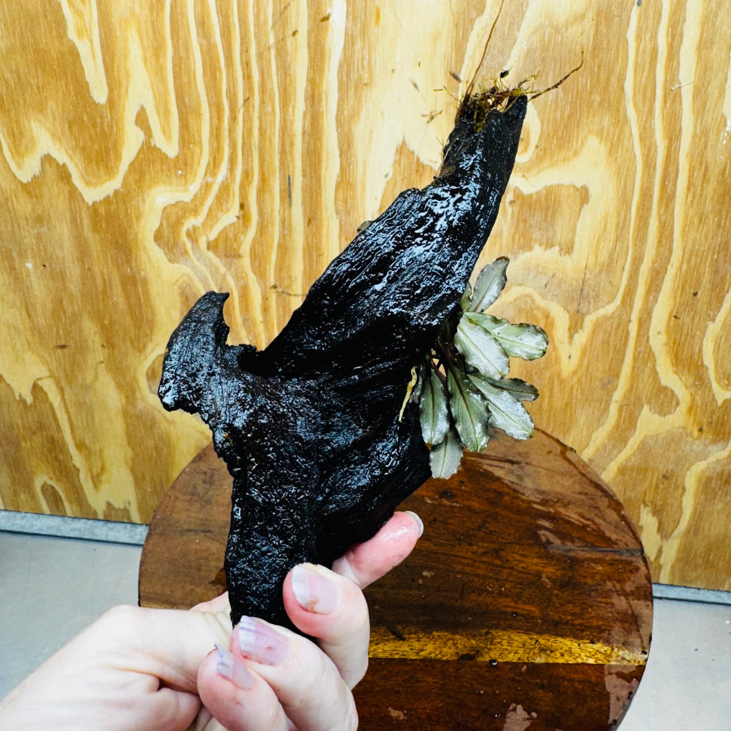 Scapeshop.com.au One Only Bucephalandra on Medium Driftwood - ONE ONLY - Creative Buy Bucephalandra on Medium Driftwood - ONE ONLY - Scapeshop Australia