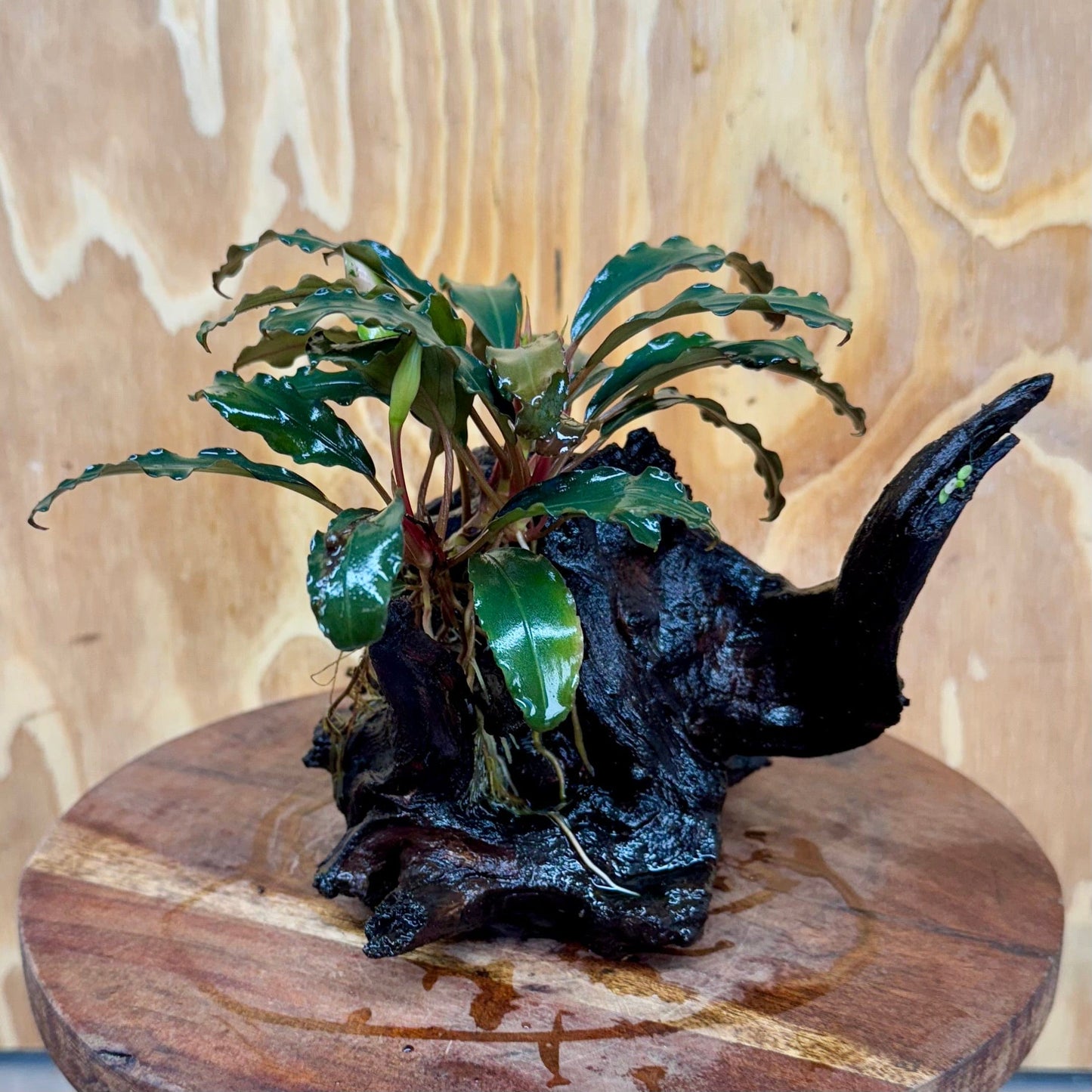Scapeshop.com.au One Only Bucephalandra on Medium Driftwood - ONE ONLY - Elegant Bucephalandra on Medium Driftwood - ONE ONLY - Scapeshop Australia