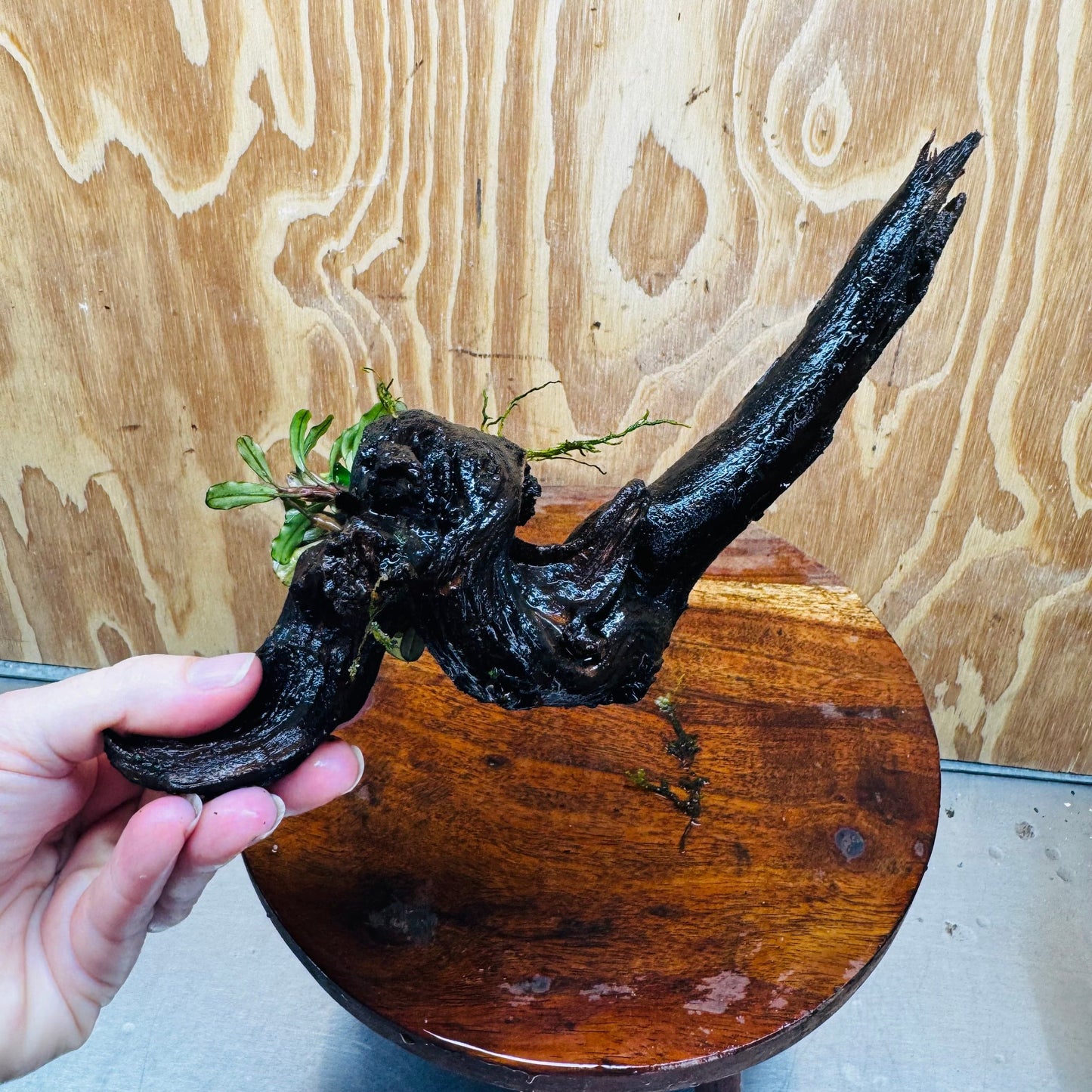 Scapeshop.com.au One Only Bucephalandra on Medium Driftwood - ONE ONLY - Elegant Bucephalandra on Medium Driftwood - ONE ONLY - Scapeshop Australia