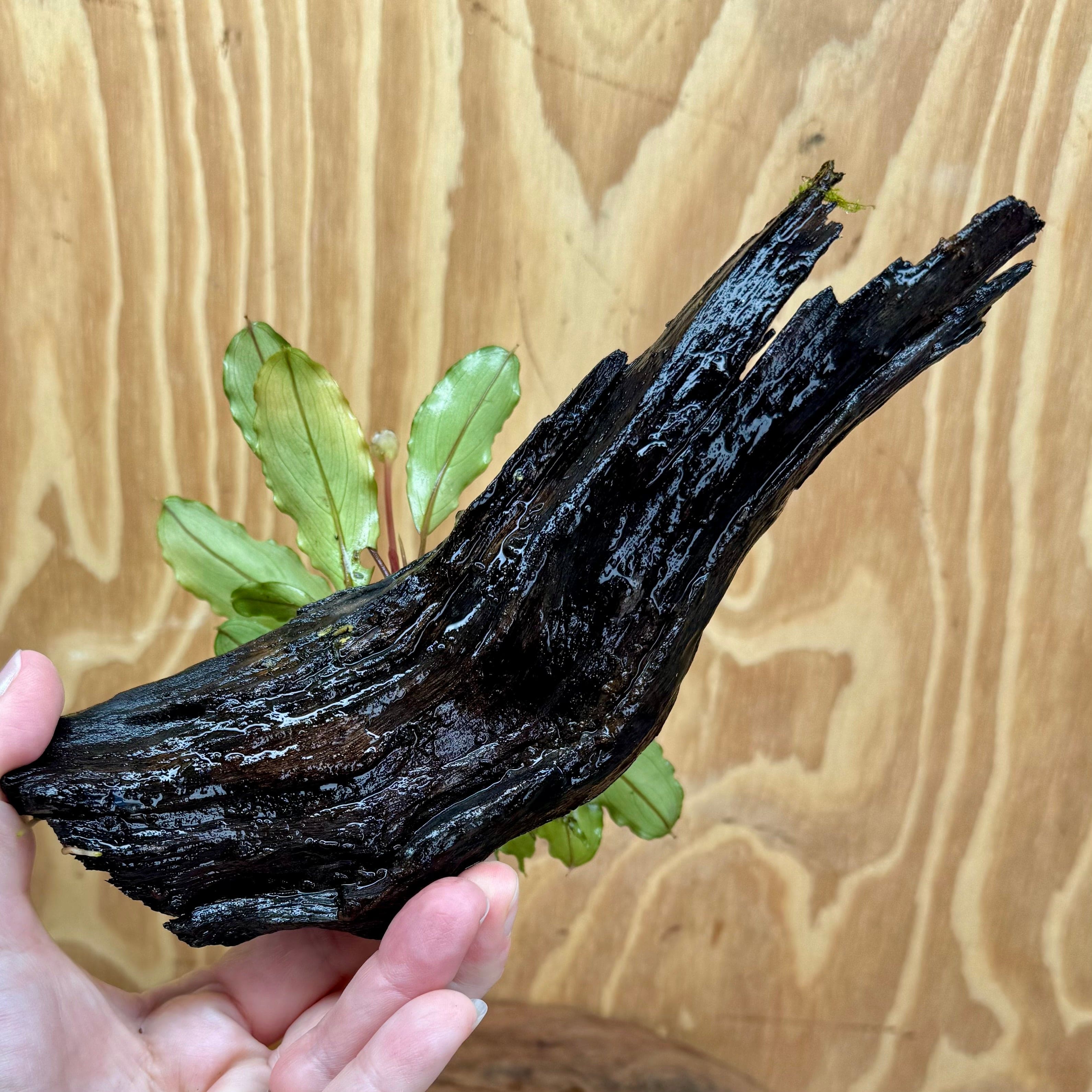 Scapeshop.com.au One Only Bucephalandra on Medium Driftwood - ONE ONLY - Joyfull Bucephalandra on Medium Driftwood - ONE ONLY - Scapeshop Australia