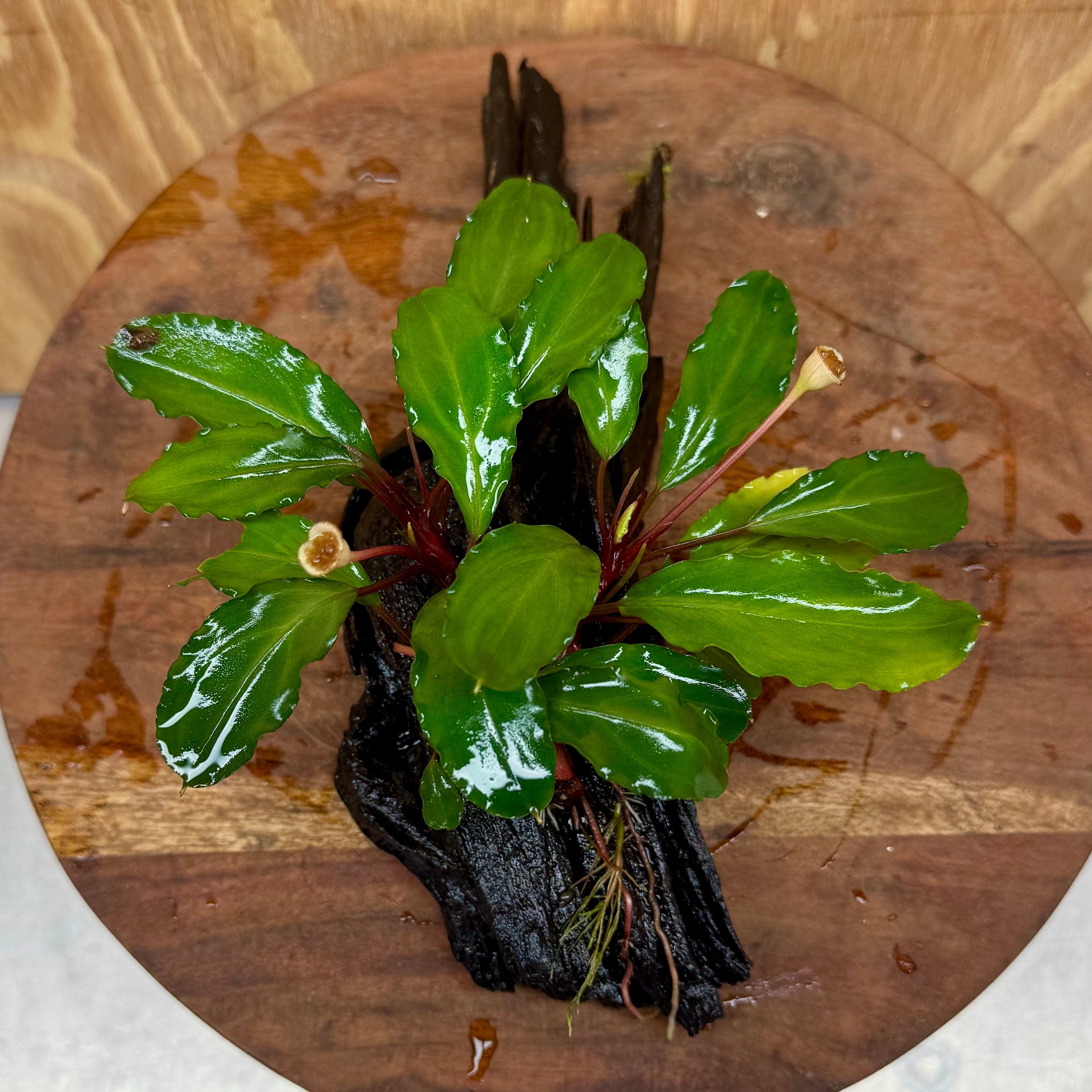 Scapeshop.com.au One Only Bucephalandra on Medium Driftwood - ONE ONLY - Joyfull Bucephalandra on Medium Driftwood - ONE ONLY - Scapeshop Australia