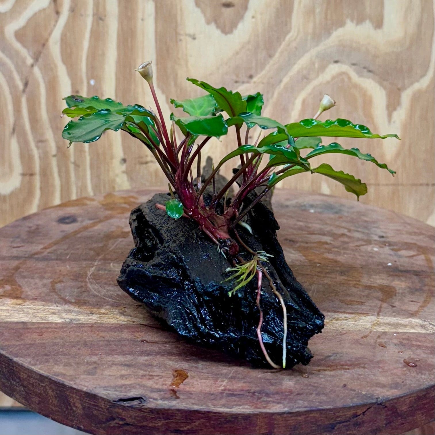 Scapeshop.com.au One Only Bucephalandra on Medium Driftwood - ONE ONLY - Joyfull Bucephalandra on Medium Driftwood - ONE ONLY - Scapeshop Australia