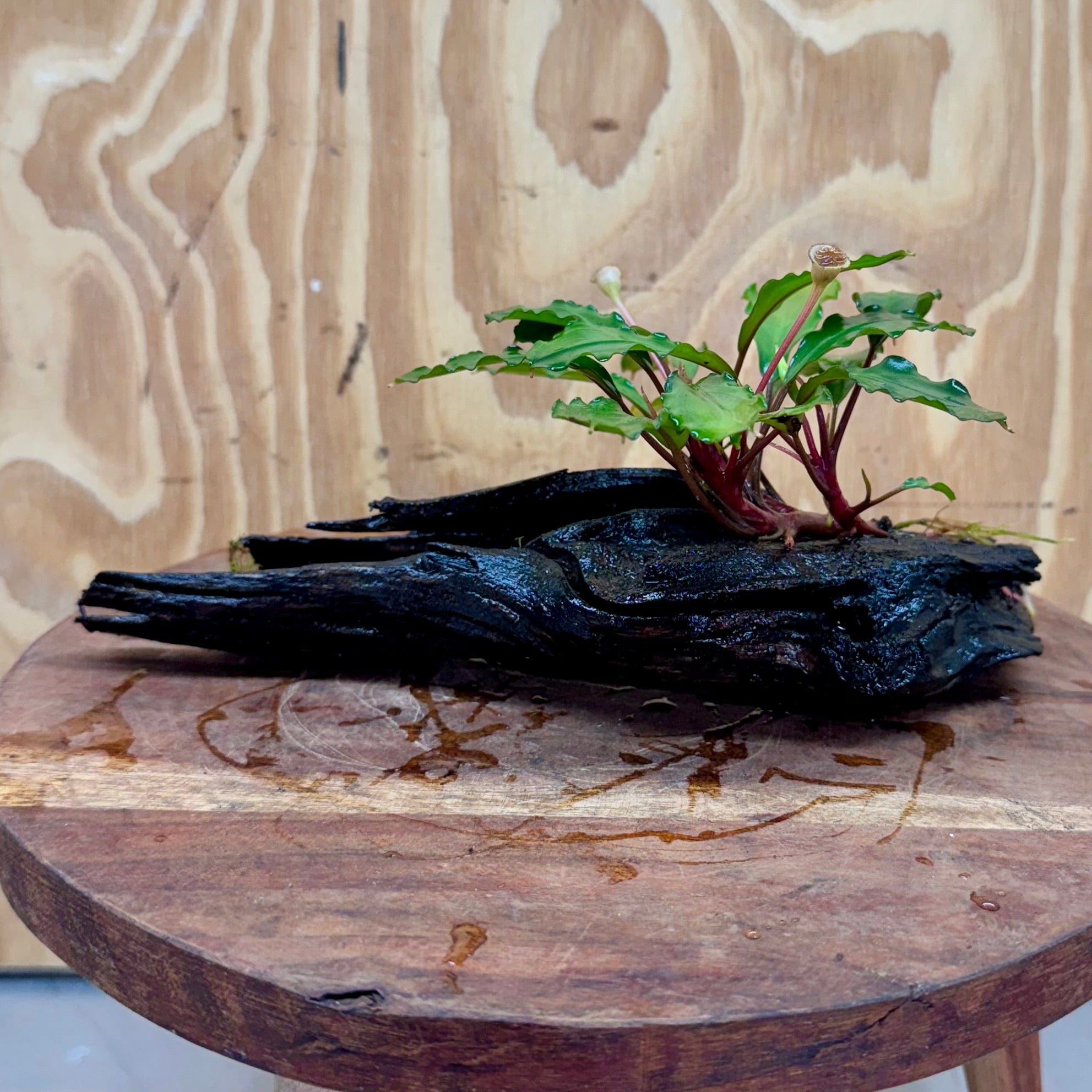 Scapeshop.com.au One Only Bucephalandra on Medium Driftwood - ONE ONLY - Joyfull Bucephalandra on Medium Driftwood - ONE ONLY - Scapeshop Australia