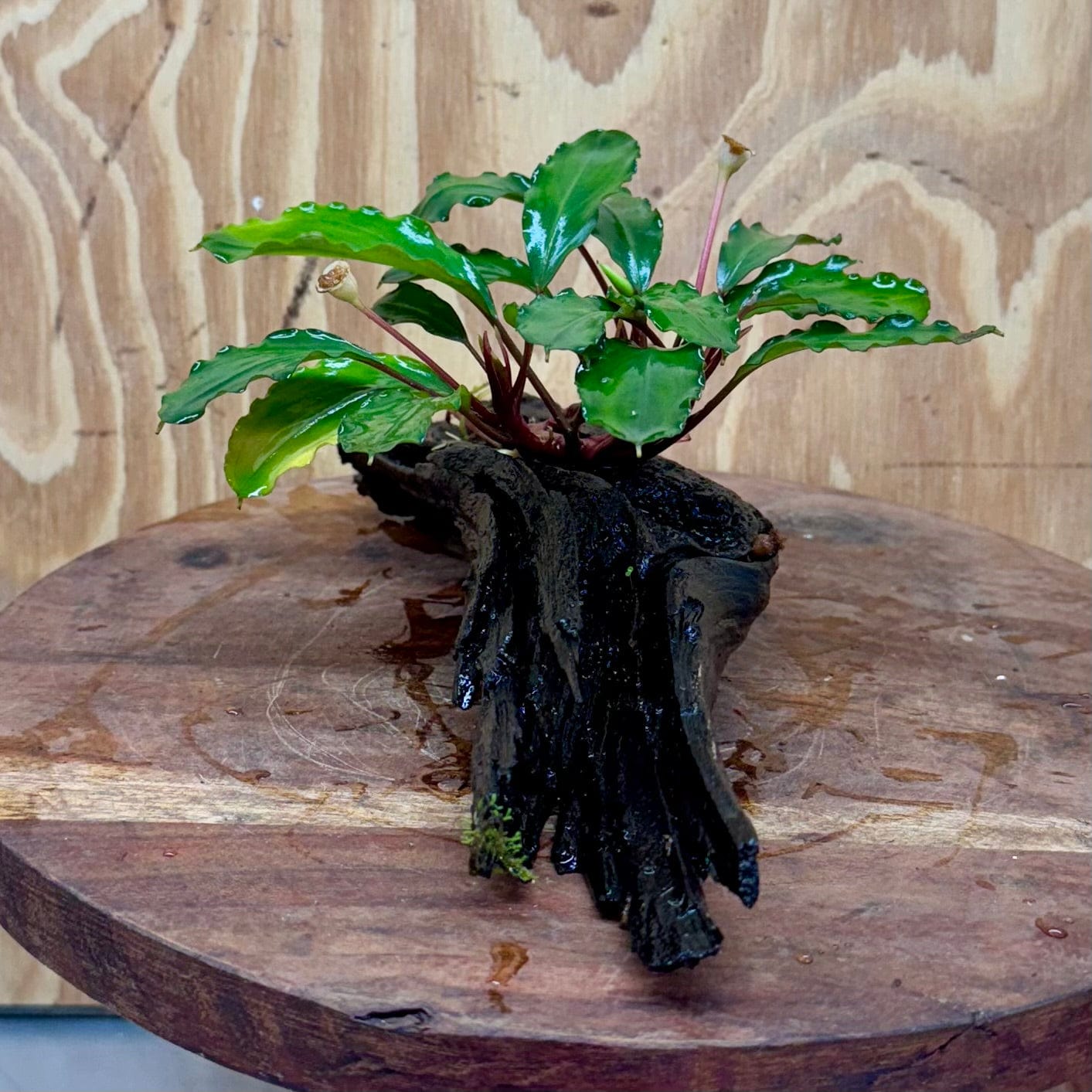 Scapeshop.com.au One Only Bucephalandra on Medium Driftwood - ONE ONLY - Joyfull Bucephalandra on Medium Driftwood - ONE ONLY - Scapeshop Australia