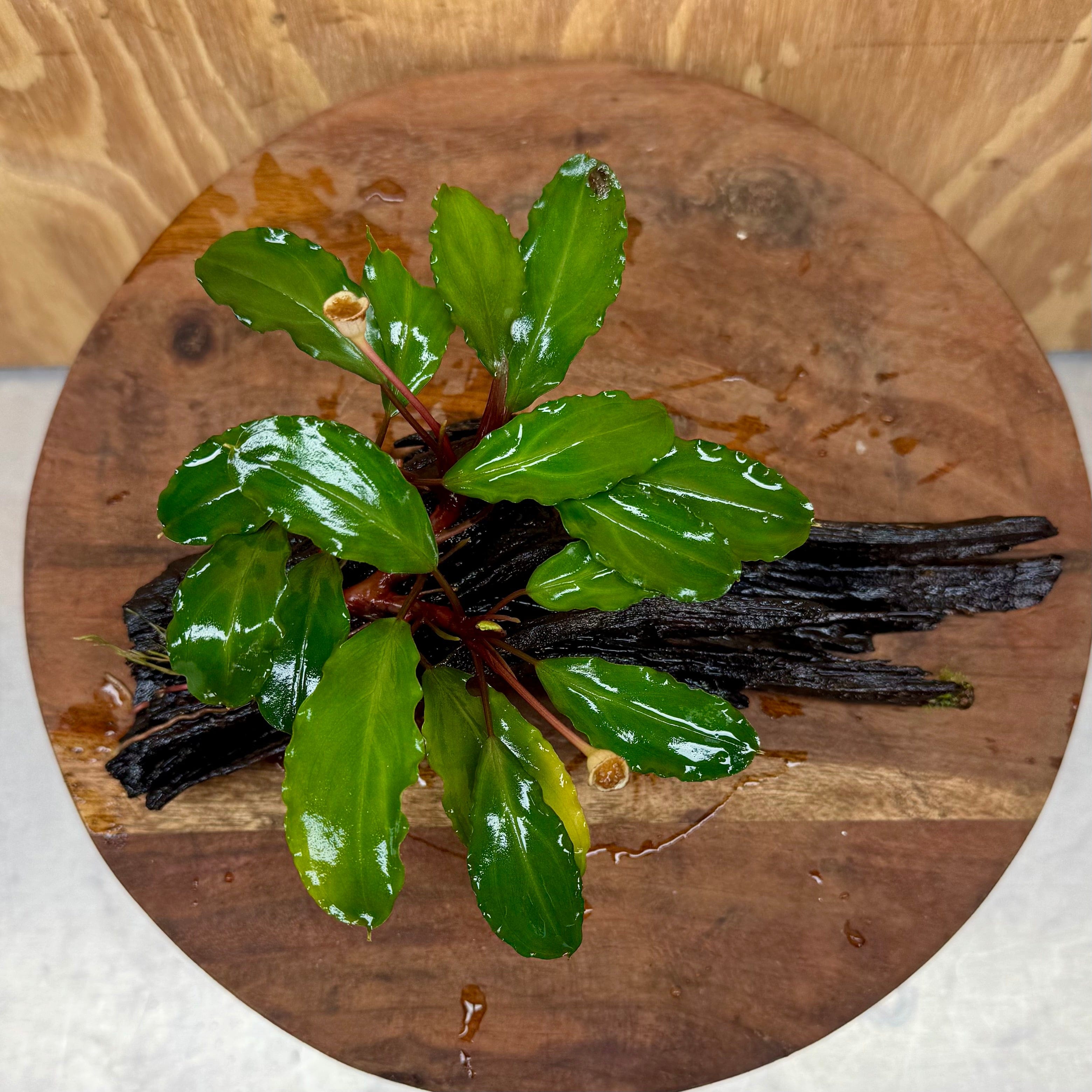 Scapeshop.com.au One Only Bucephalandra on Medium Driftwood - ONE ONLY - Joyfull Bucephalandra on Medium Driftwood - ONE ONLY - Scapeshop Australia