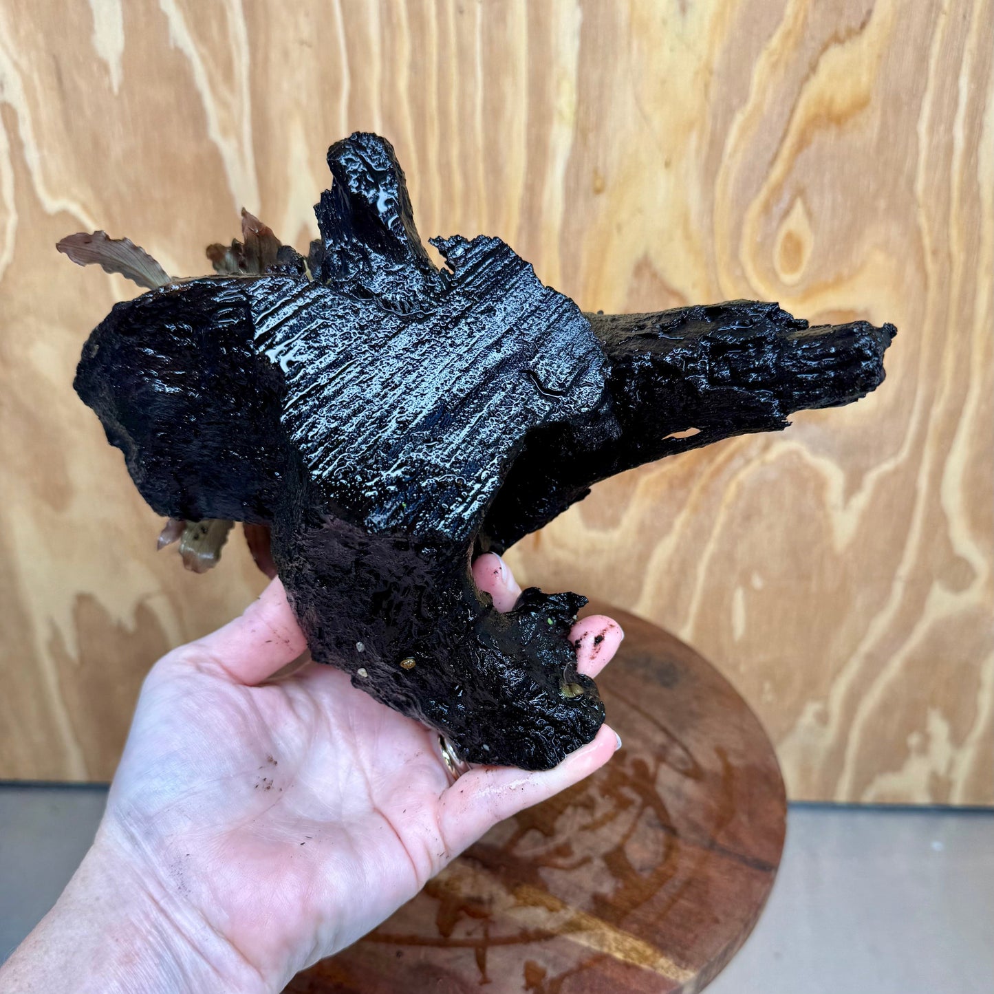 Scapeshop.com.au One Only Bucephalandra on Medium Driftwood - ONE ONLY - Joyfull Bucephalandra on Medium Driftwood - ONE ONLY - Scapeshop Australia