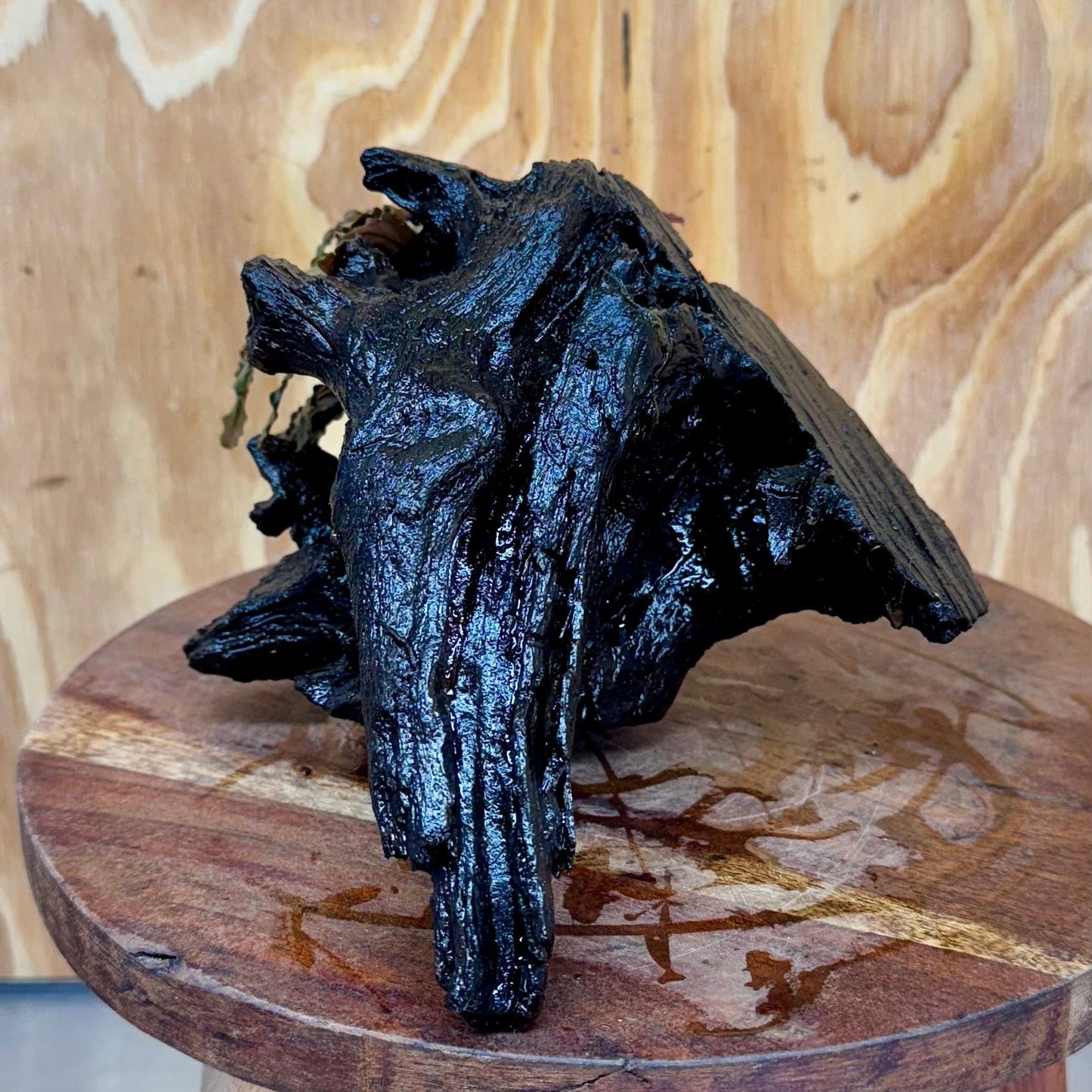 Scapeshop.com.au One Only Bucephalandra on Medium Driftwood - ONE ONLY - Joyfull Bucephalandra on Medium Driftwood - ONE ONLY - Scapeshop Australia