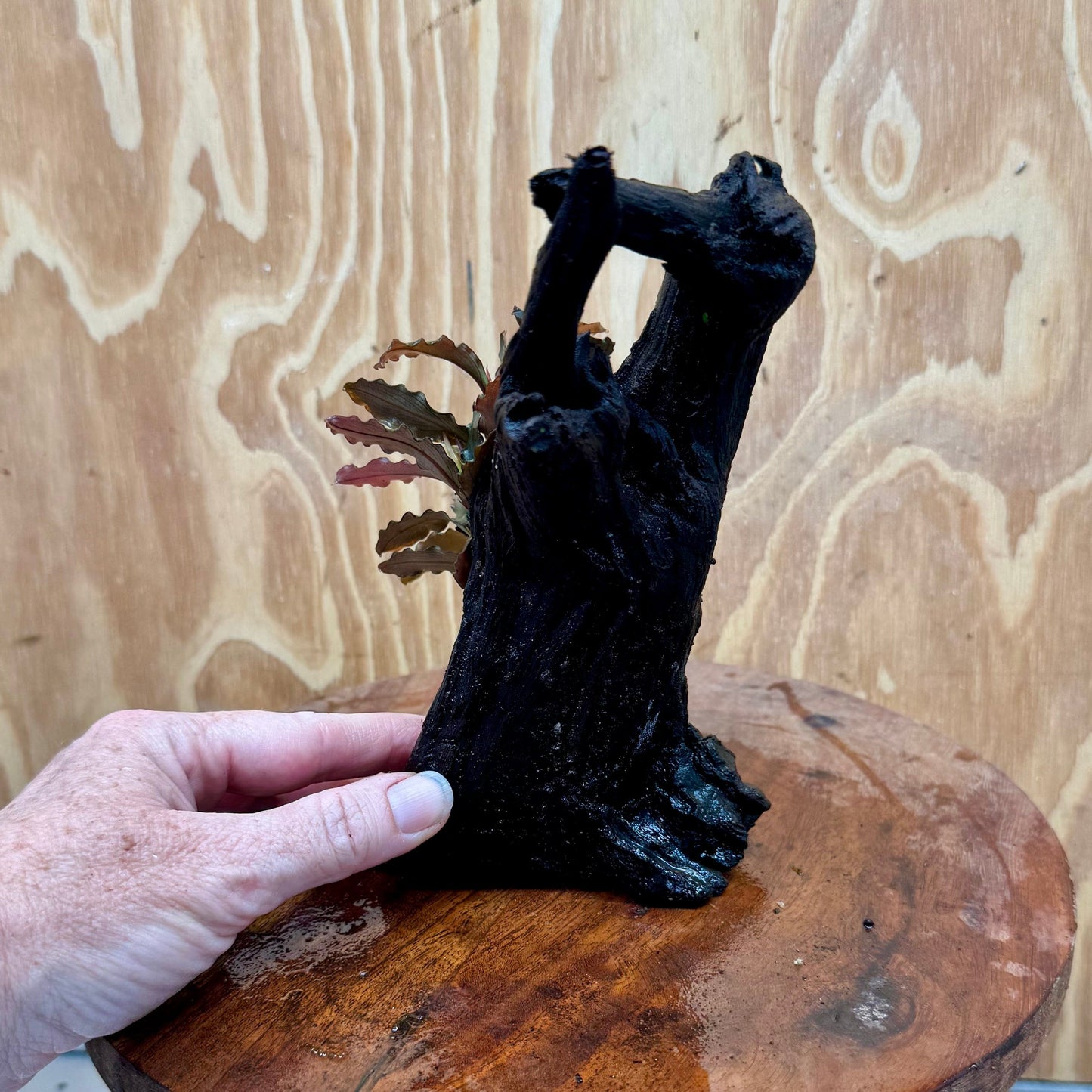 Scapeshop.com.au One Only Bucephalandra on Medium Driftwood - ONE ONLY - Joyfull Bucephalandra on Medium Driftwood - ONE ONLY - Scapeshop Australia