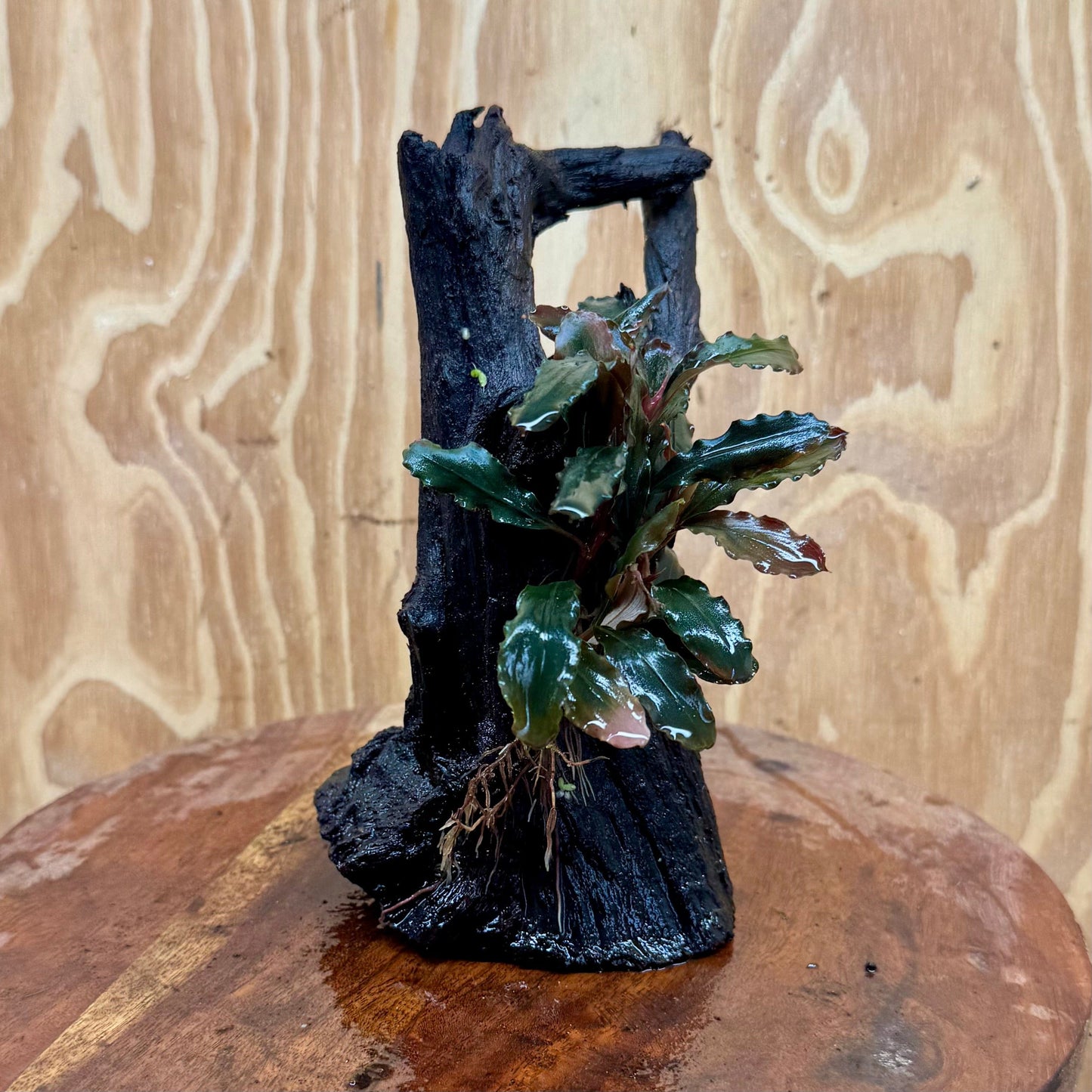 Scapeshop.com.au One Only Bucephalandra on Medium Driftwood - ONE ONLY - Joyfull Bucephalandra on Medium Driftwood - ONE ONLY - Scapeshop Australia