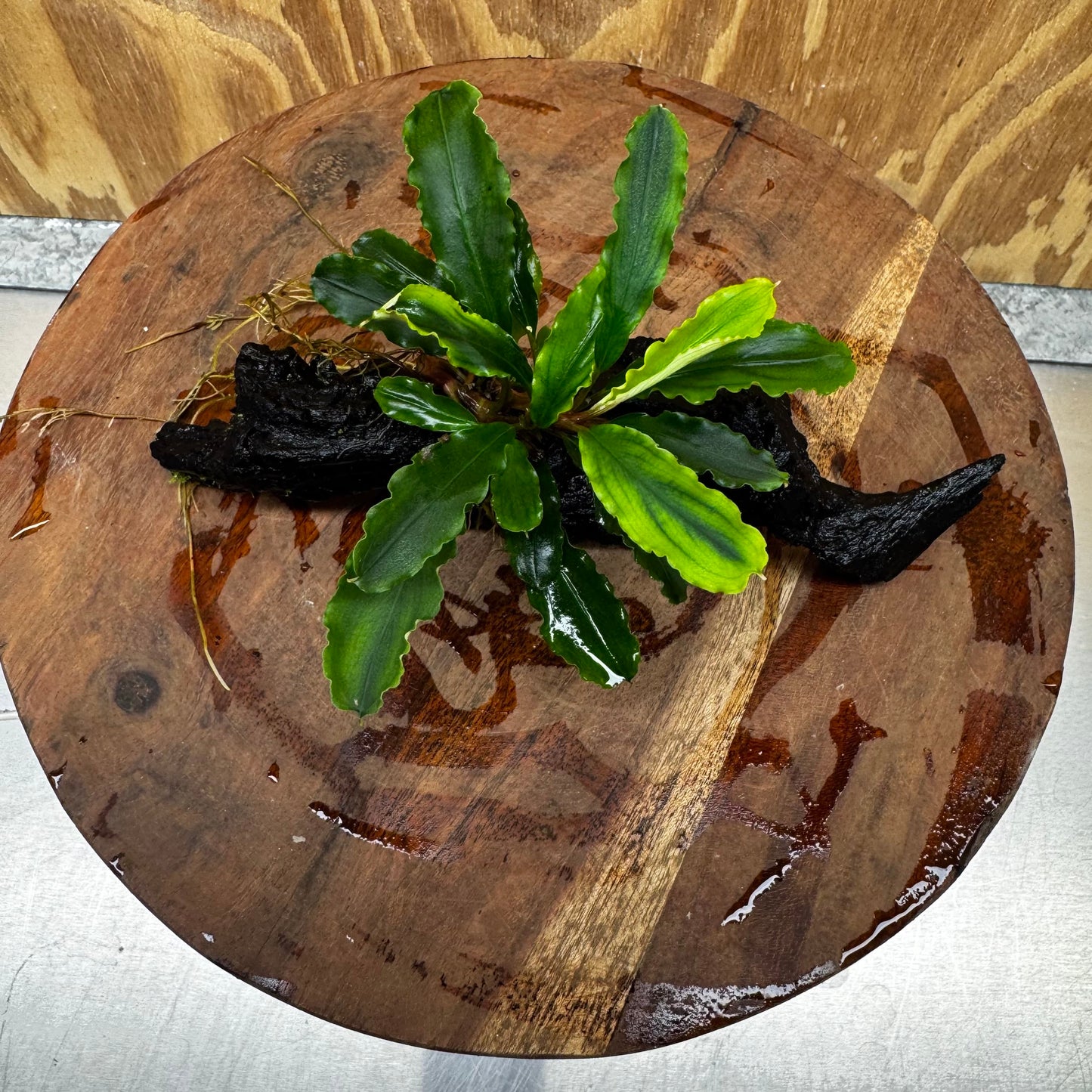 Scapeshop.com.au One Only Bucephalandra on Medium Driftwood - ONE ONLY - Joyfull Bucephalandra on Medium Driftwood - ONE ONLY - Scapeshop Australia