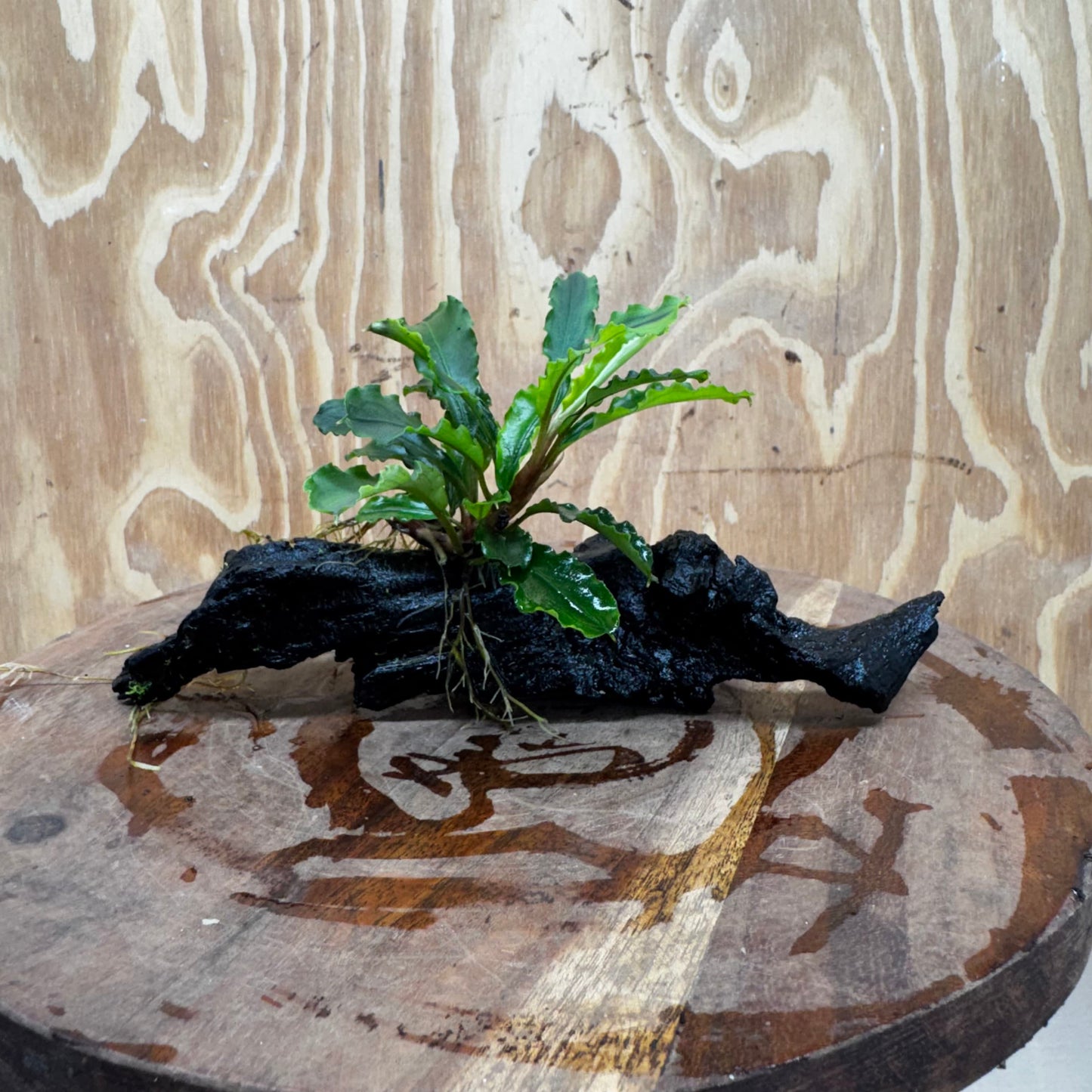 Scapeshop.com.au One Only Bucephalandra on Medium Driftwood - ONE ONLY - Joyfull Bucephalandra on Medium Driftwood - ONE ONLY - Scapeshop Australia