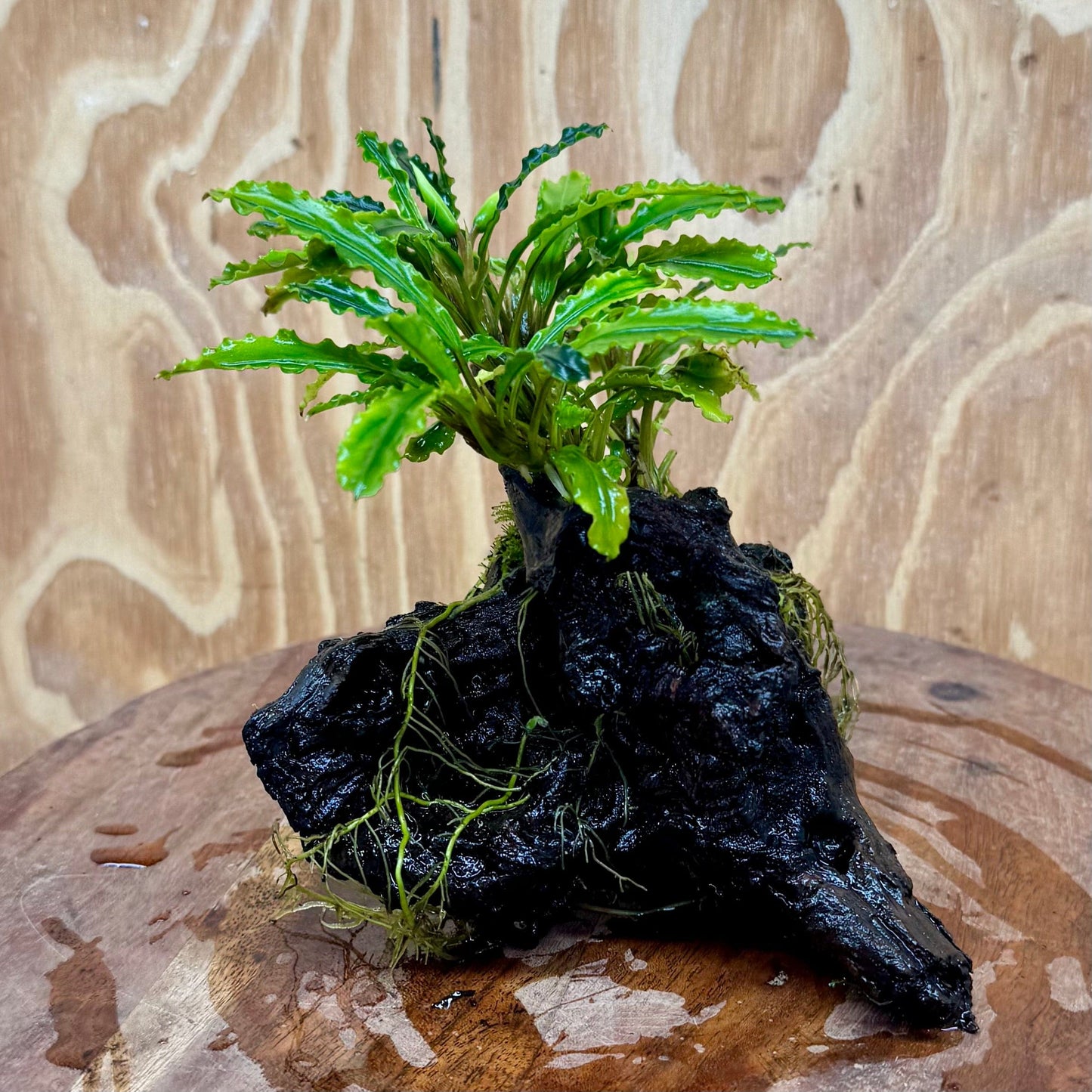 Scapeshop.com.au One Only Bucephalandra on Medium Driftwood - ONE ONLY - Jungle Buy Bucephalandra on Medium Driftwood - ONE ONLY - Scapeshop Australia