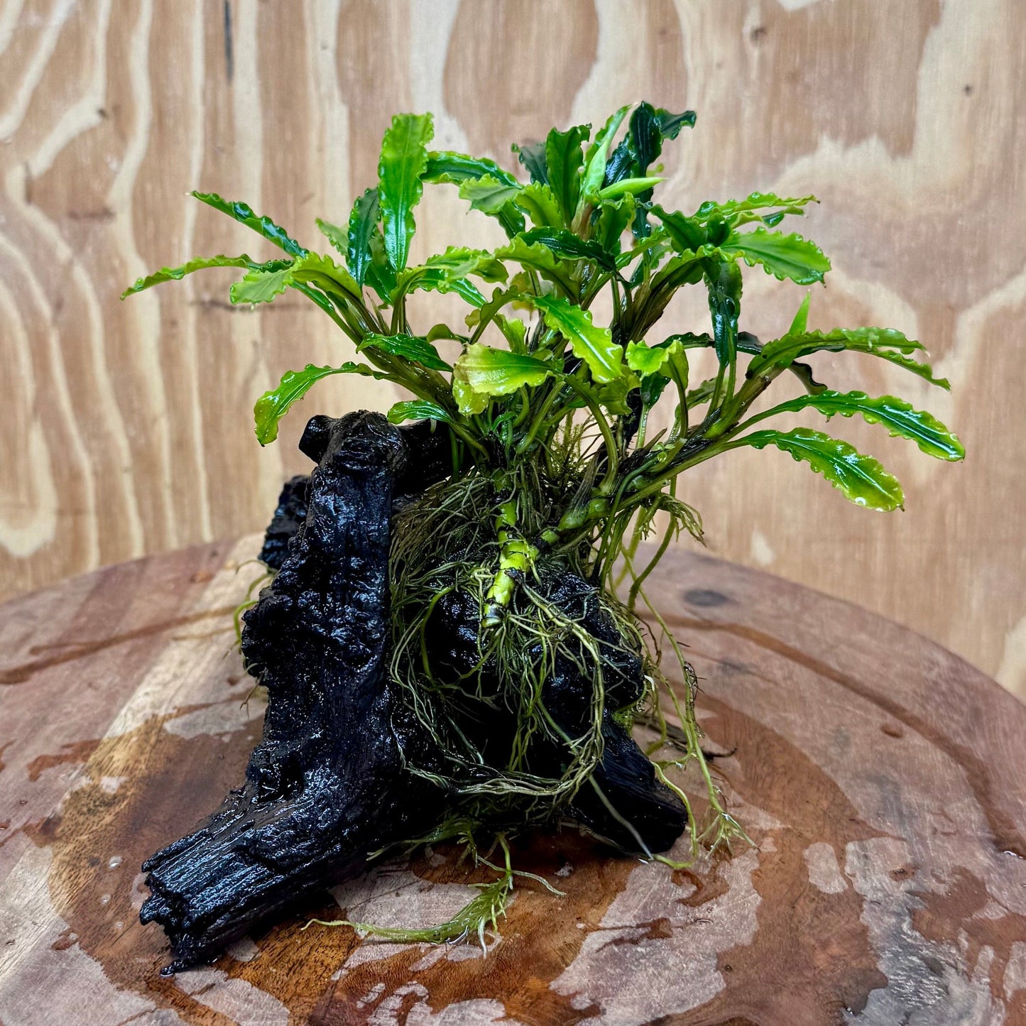 Scapeshop.com.au One Only Bucephalandra on Medium Driftwood - ONE ONLY - Jungle Buy Bucephalandra on Medium Driftwood - ONE ONLY - Scapeshop Australia
