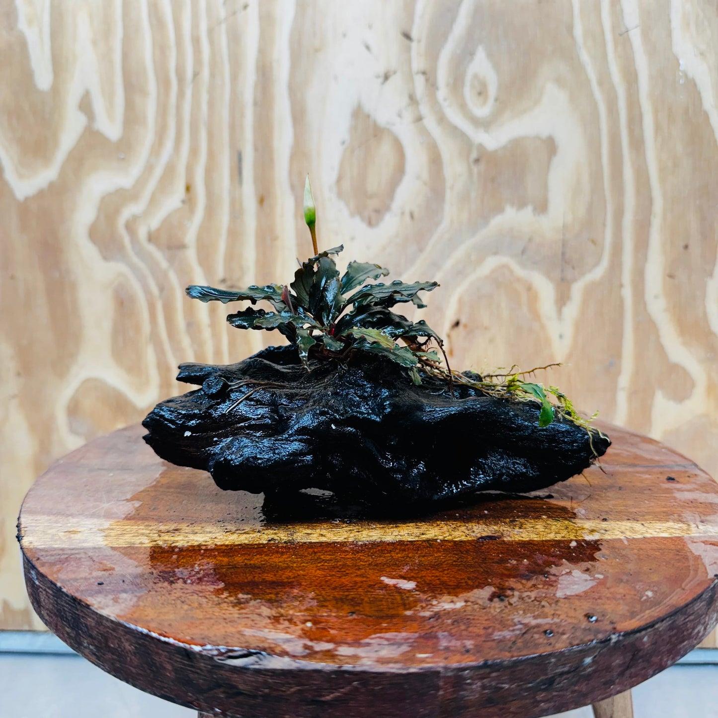 Scapeshop.com.au One Only Bucephalandra on Medium Driftwood - ONE ONLY - Jungle Buy Bucephalandra on Medium Driftwood - ONE ONLY - Scapeshop Australia