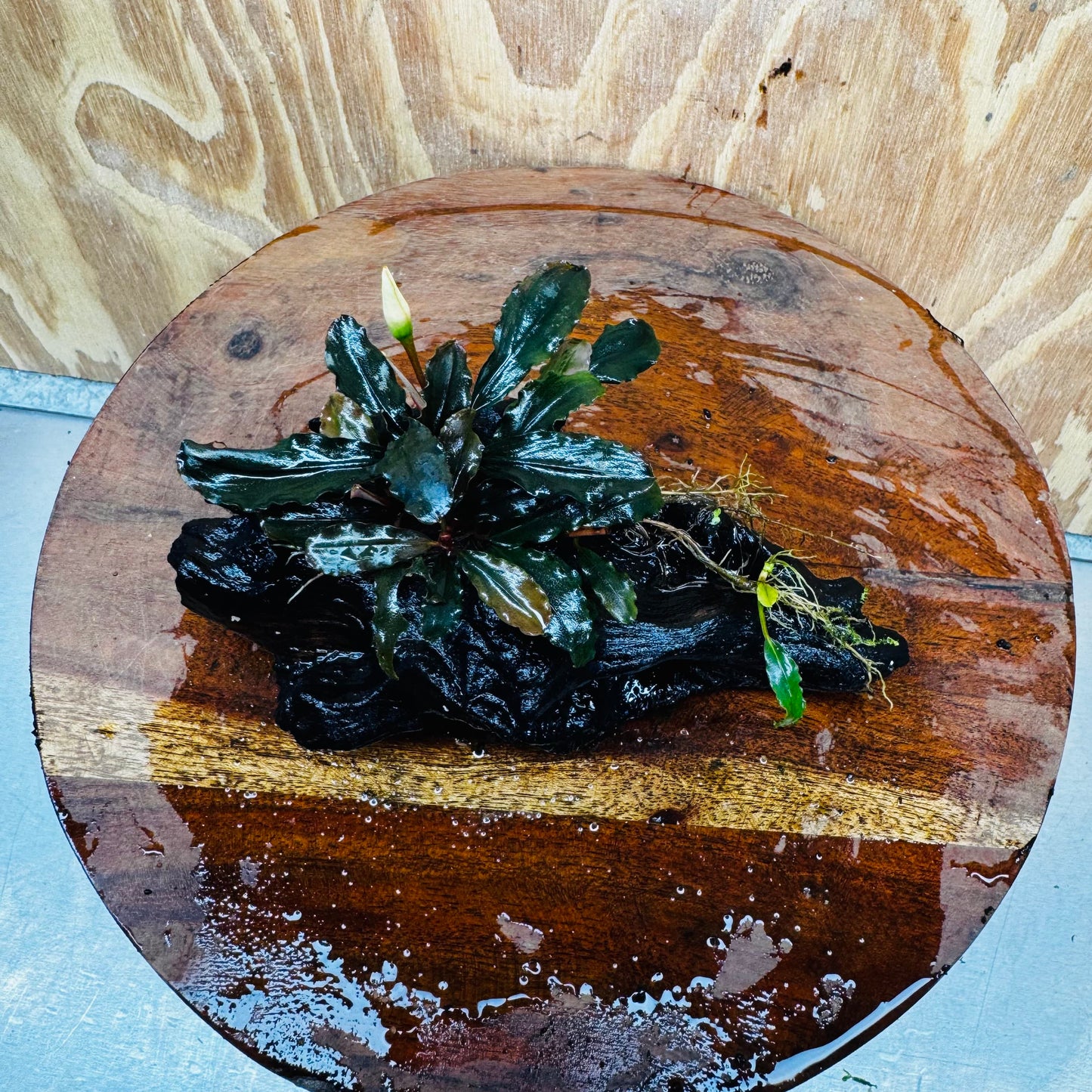 Scapeshop.com.au One Only Bucephalandra on Medium Driftwood - ONE ONLY - Jungle Buy Bucephalandra on Medium Driftwood - ONE ONLY - Scapeshop Australia