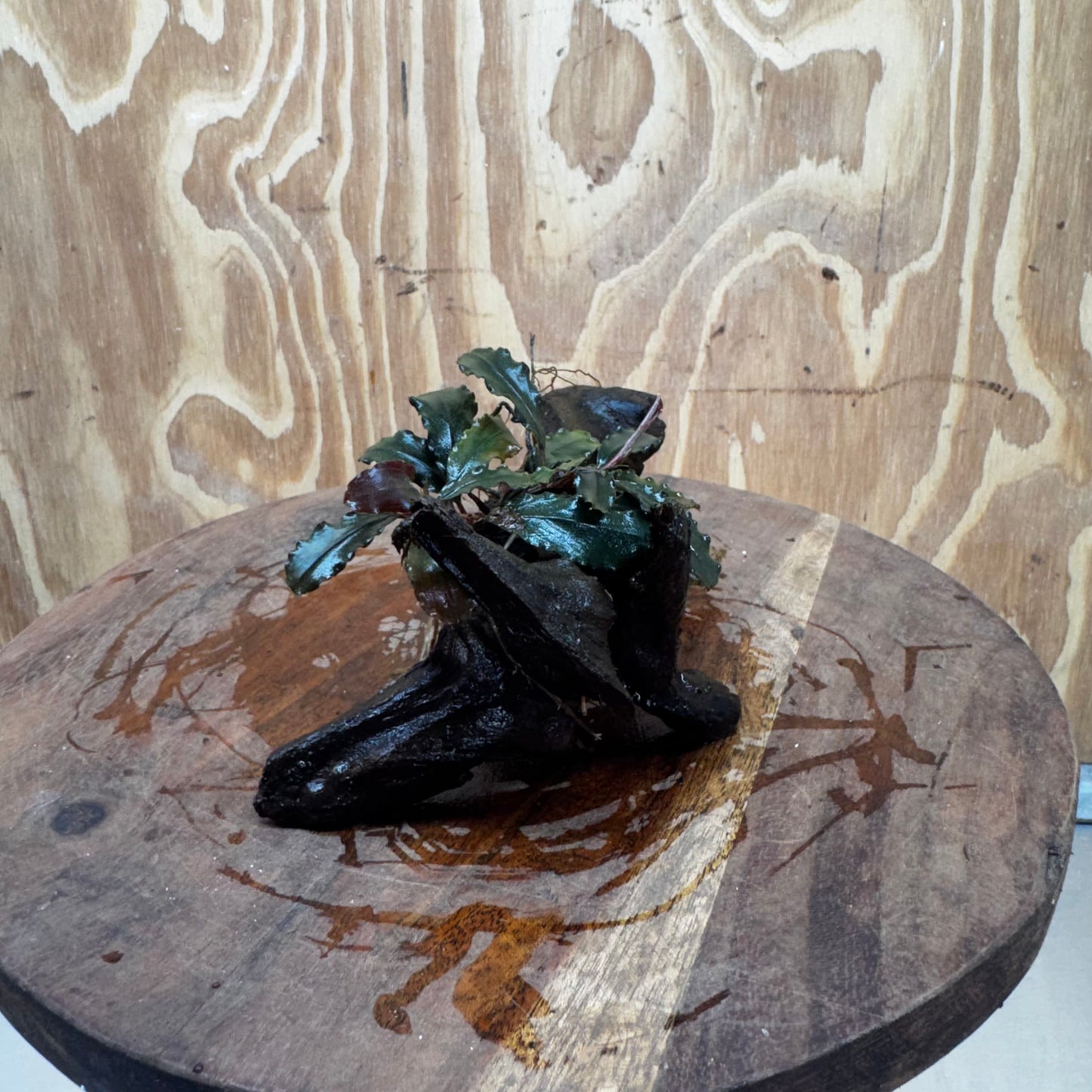 Scapeshop.com.au One Only Bucephalandra on Medium Driftwood - ONE ONLY - Jungle Buy Bucephalandra on Medium Driftwood - ONE ONLY - Scapeshop Australia