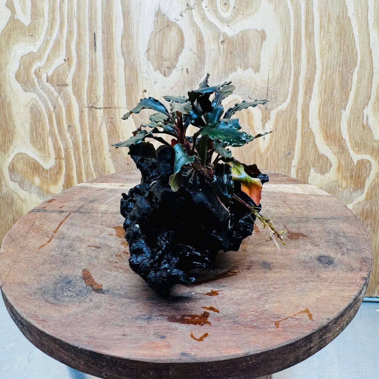 Scapeshop.com.au One Only Bucephalandra on Medium-Large Driftwood - ONE ONLY - Fabulous Bucephalandra Driftwood - ONE ONLY - Scapeshop Australia