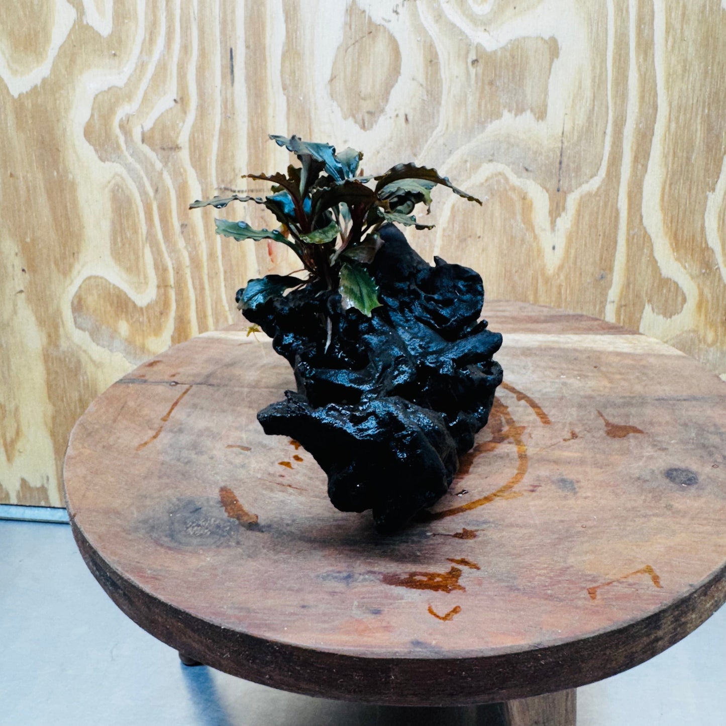 Scapeshop.com.au One Only Bucephalandra on Medium-Large Driftwood - ONE ONLY - Fabulous Bucephalandra Driftwood - ONE ONLY - Scapeshop Australia
