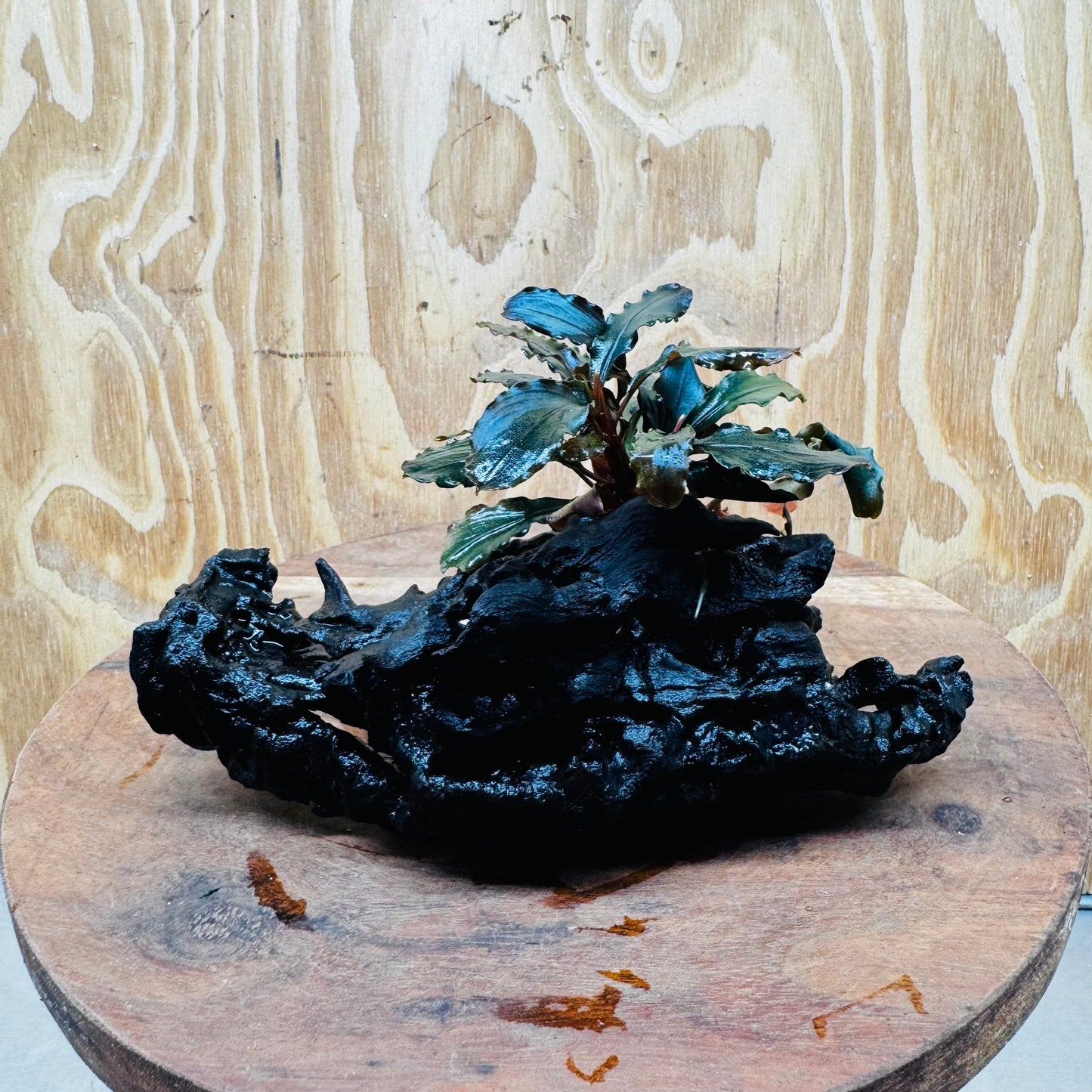 Scapeshop.com.au One Only Bucephalandra on Medium-Large Driftwood - ONE ONLY - Fabulous Bucephalandra Driftwood - ONE ONLY - Scapeshop Australia