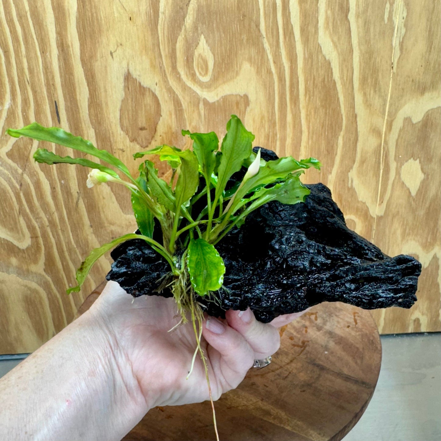 Scapeshop.com.au One Only Bucephalandra on Small Driftwood - ONE ONLY - Calm Bucephalandra on Small Driftwood - ONE ONLY - Scapeshop Australia