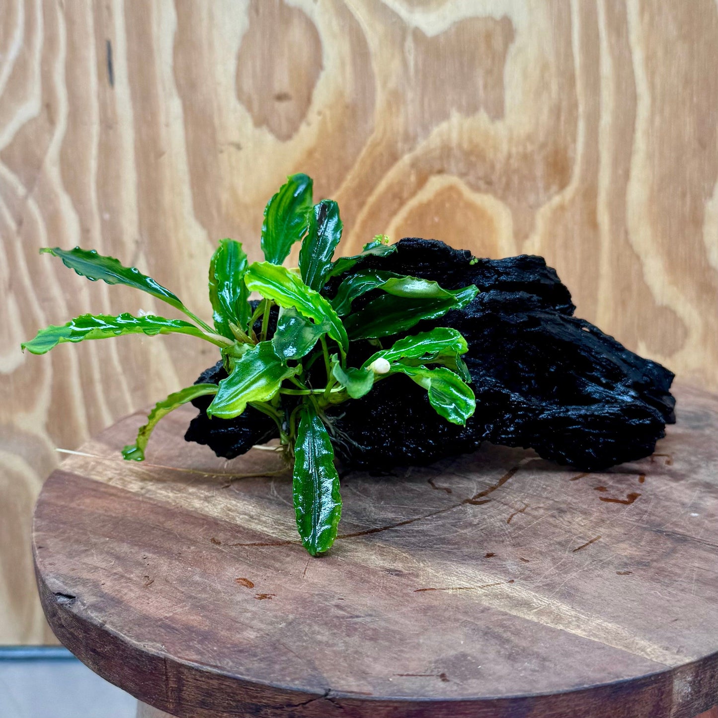 Scapeshop.com.au One Only Bucephalandra on Small Driftwood - ONE ONLY - Calm Bucephalandra on Small Driftwood - ONE ONLY - Scapeshop Australia