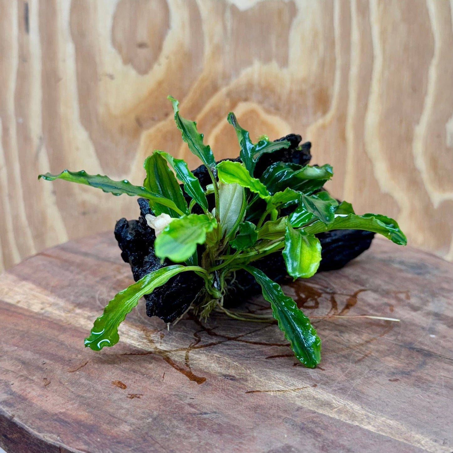 Scapeshop.com.au One Only Bucephalandra on Small Driftwood - ONE ONLY - Calm Bucephalandra on Small Driftwood - ONE ONLY - Scapeshop Australia