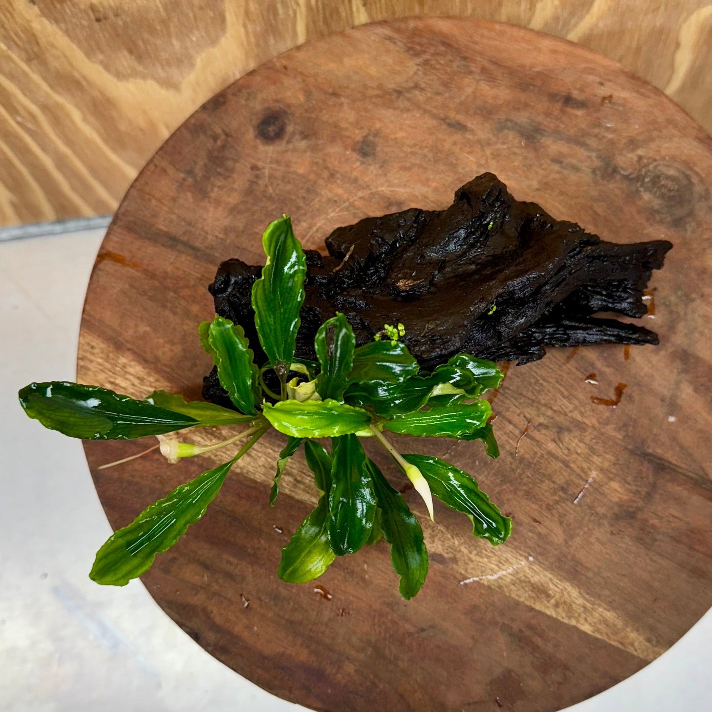 Scapeshop.com.au One Only Bucephalandra on Small Driftwood - ONE ONLY - Calm Bucephalandra on Small Driftwood - ONE ONLY - Scapeshop Australia