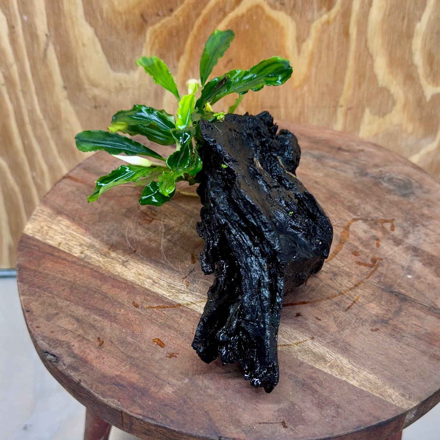 Scapeshop.com.au One Only Bucephalandra on Small Driftwood - ONE ONLY - Calm Bucephalandra on Small Driftwood - ONE ONLY - Scapeshop Australia