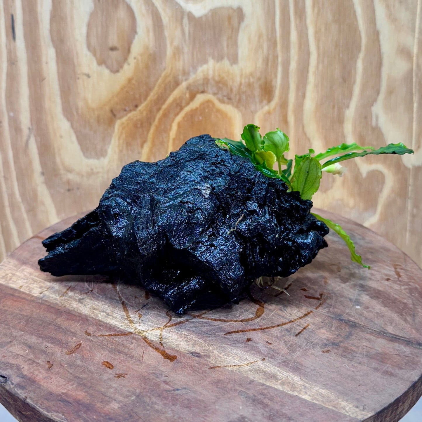 Scapeshop.com.au One Only Bucephalandra on Small Driftwood - ONE ONLY - Calm Bucephalandra on Small Driftwood - ONE ONLY - Scapeshop Australia