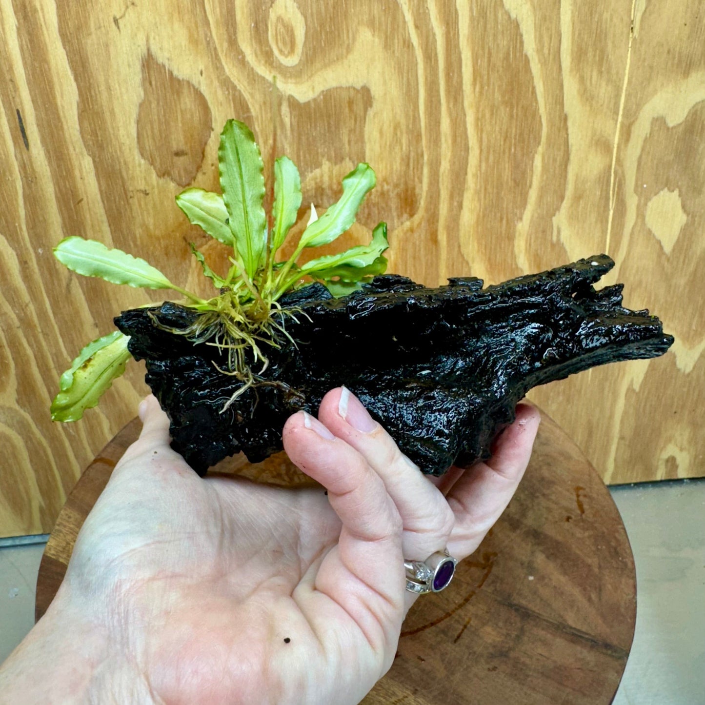 Scapeshop.com.au One Only Bucephalandra on Small Driftwood - ONE ONLY - Calm Bucephalandra on Small Driftwood - ONE ONLY - Scapeshop Australia