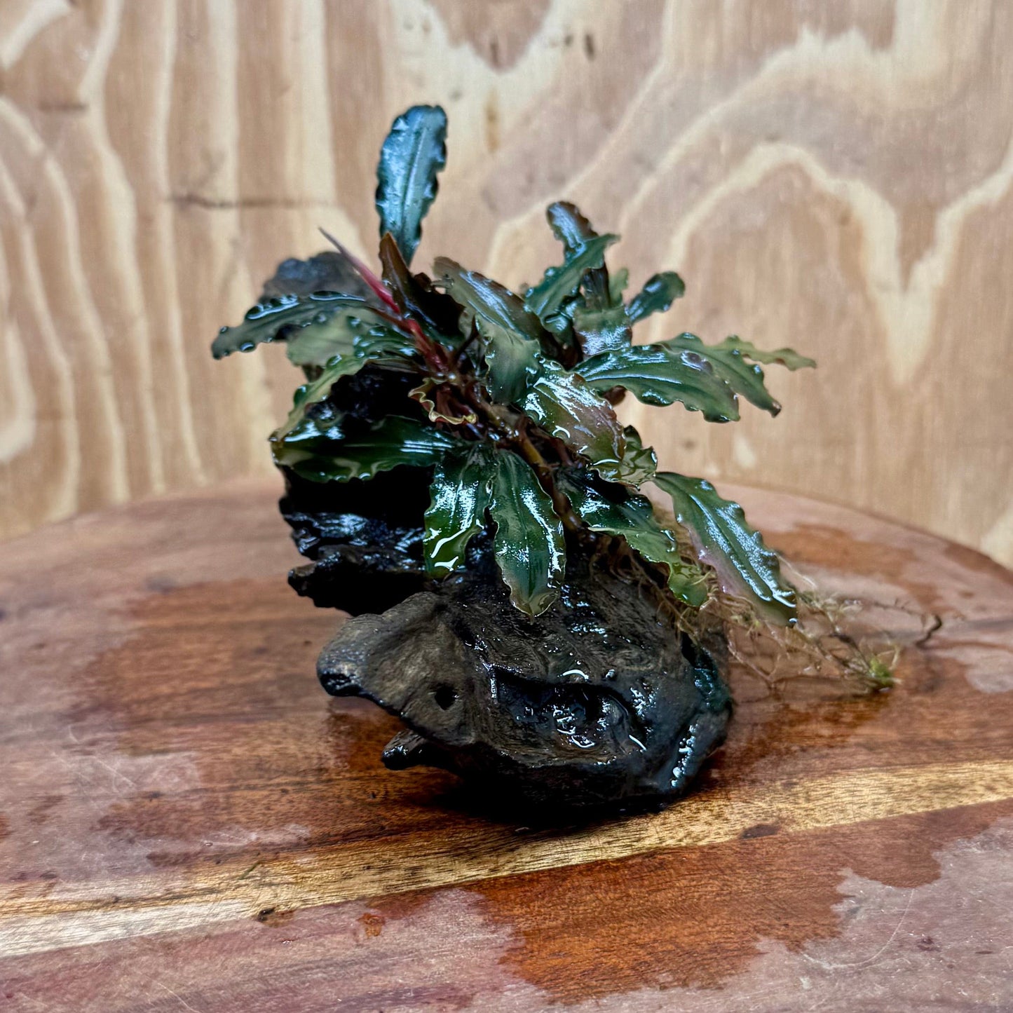 Scapeshop.com.au One Only Bucephalandra on Small Driftwood - ONE ONLY - Calm Bucephalandra on Small Driftwood - ONE ONLY - Scapeshop Australia