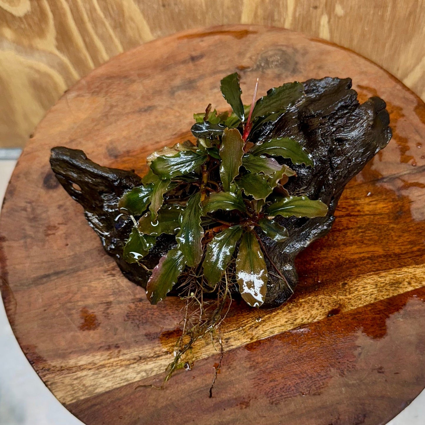 Scapeshop.com.au One Only Bucephalandra on Small Driftwood - ONE ONLY - Calm Bucephalandra on Small Driftwood - ONE ONLY - Scapeshop Australia