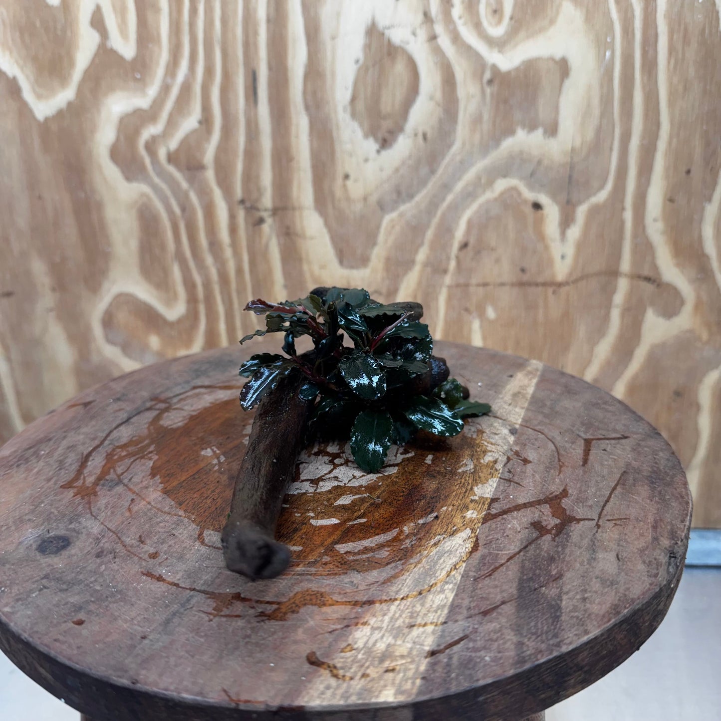 Scapeshop.com.au One Only Bucephalandra on Small Driftwood - ONE ONLY - Calm Bucephalandra on Small Driftwood - ONE ONLY - Scapeshop Australia