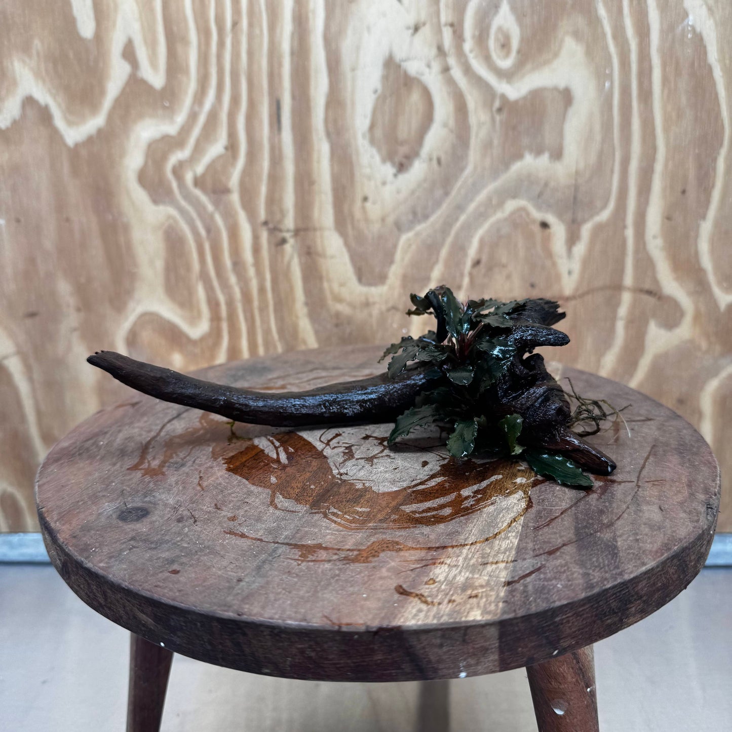 Scapeshop.com.au One Only Bucephalandra on Small Driftwood - ONE ONLY - Calm Bucephalandra on Small Driftwood - ONE ONLY - Scapeshop Australia