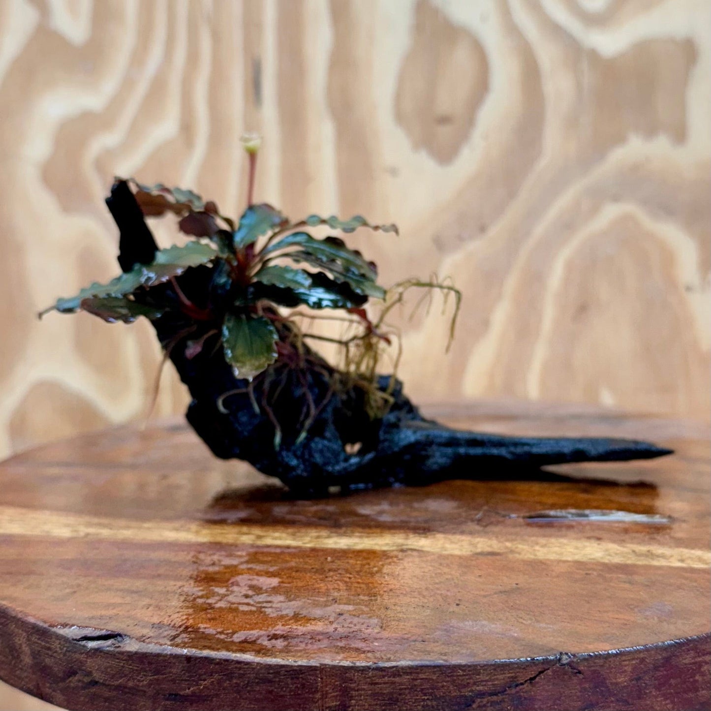 Scapeshop.com.au One Only Bucephalandra on Small Driftwood - ONE ONLY - Intricate Bucephalandra on Small Driftwood - ONE ONLY - Scapeshop Australia