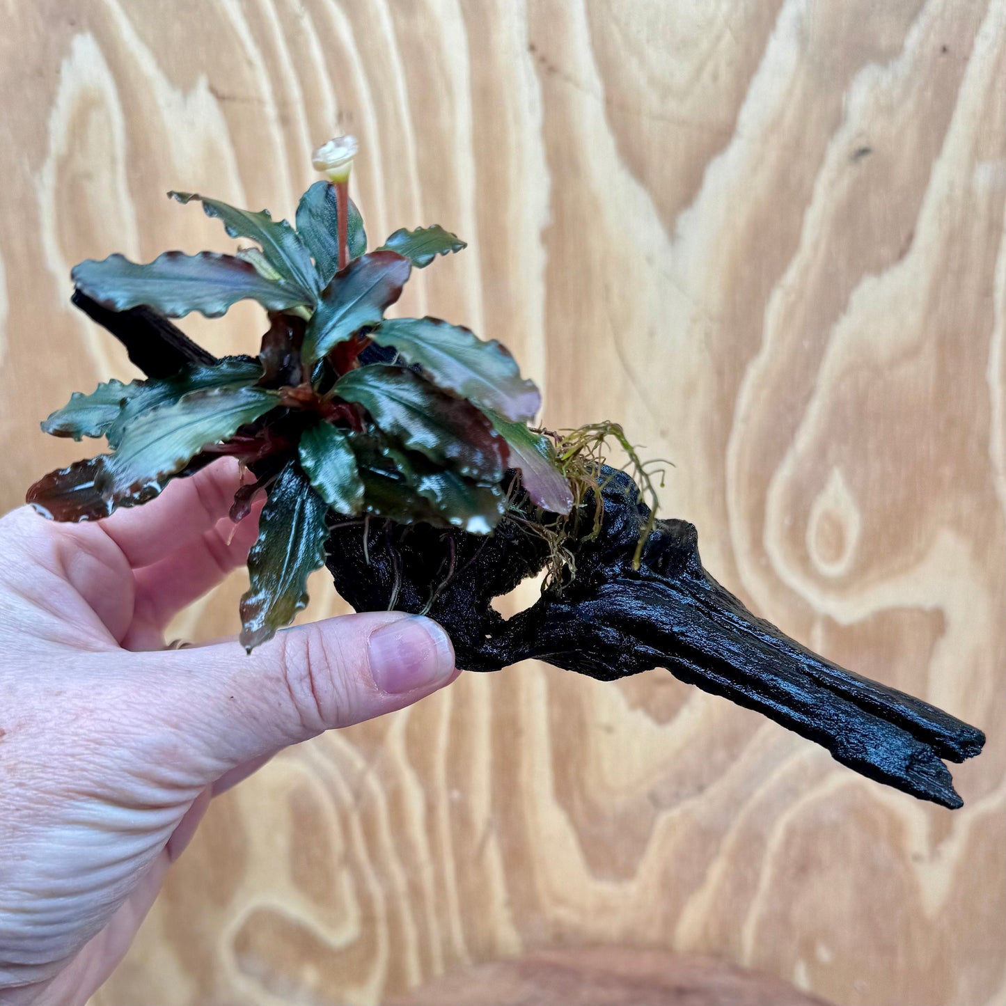Scapeshop.com.au One Only Bucephalandra on Small Driftwood - ONE ONLY - Intricate Bucephalandra on Small Driftwood - ONE ONLY - Scapeshop Australia