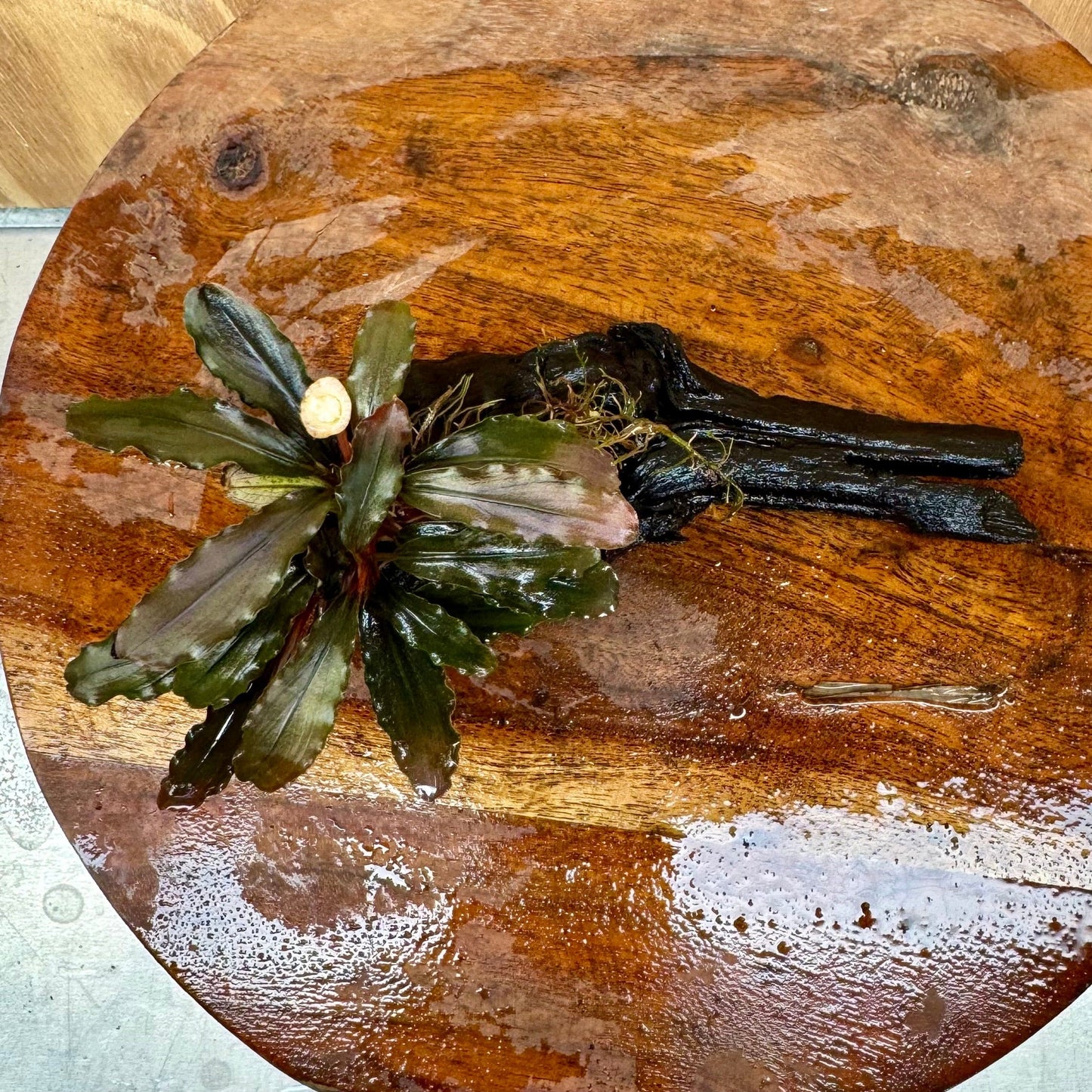 Scapeshop.com.au One Only Bucephalandra on Small Driftwood - ONE ONLY - Intricate Bucephalandra on Small Driftwood - ONE ONLY - Scapeshop Australia
