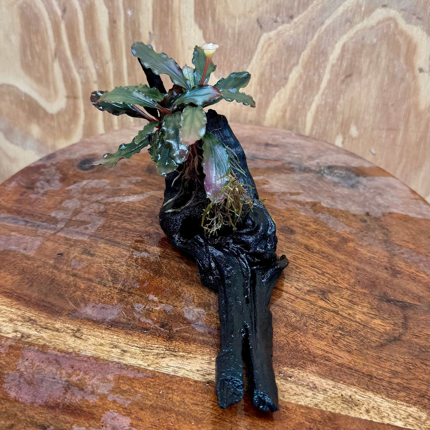 Scapeshop.com.au One Only Bucephalandra on Small Driftwood - ONE ONLY - Intricate Bucephalandra on Small Driftwood - ONE ONLY - Scapeshop Australia