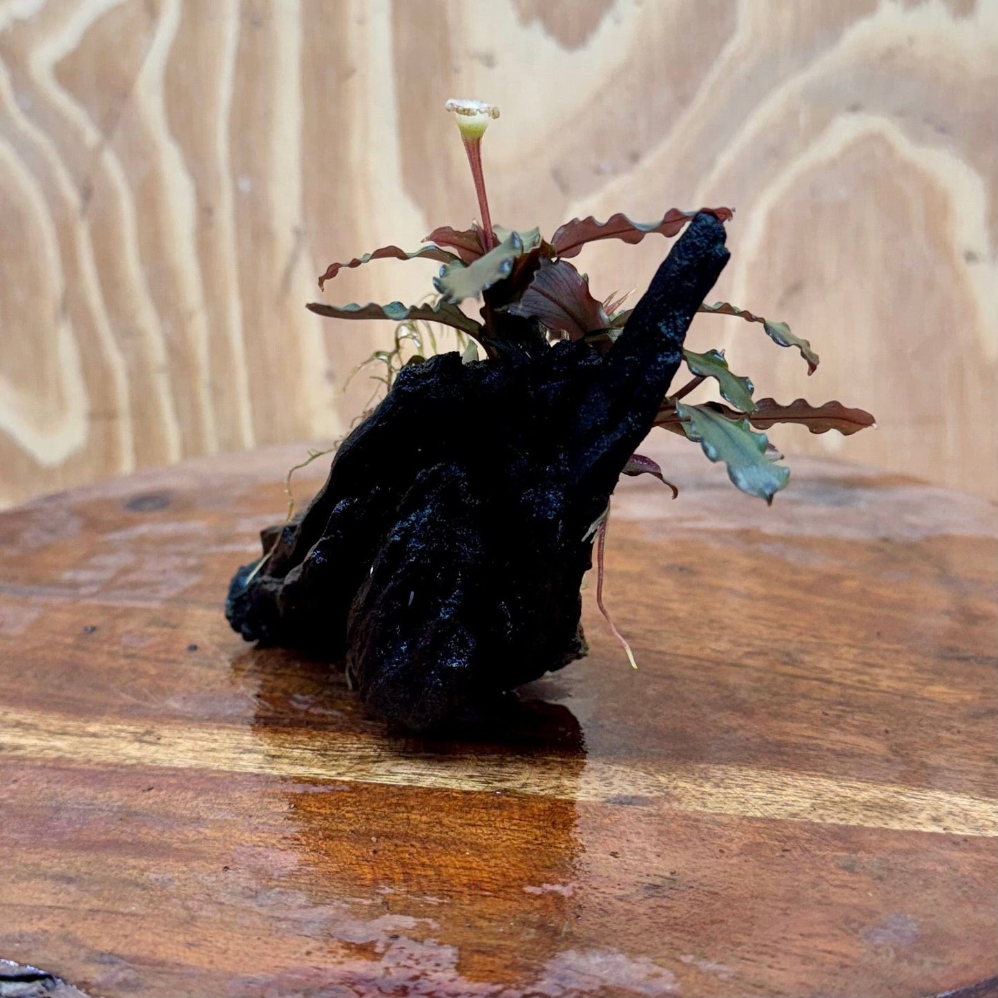 Scapeshop.com.au One Only Bucephalandra on Small Driftwood - ONE ONLY - Intricate Bucephalandra on Small Driftwood - ONE ONLY - Scapeshop Australia
