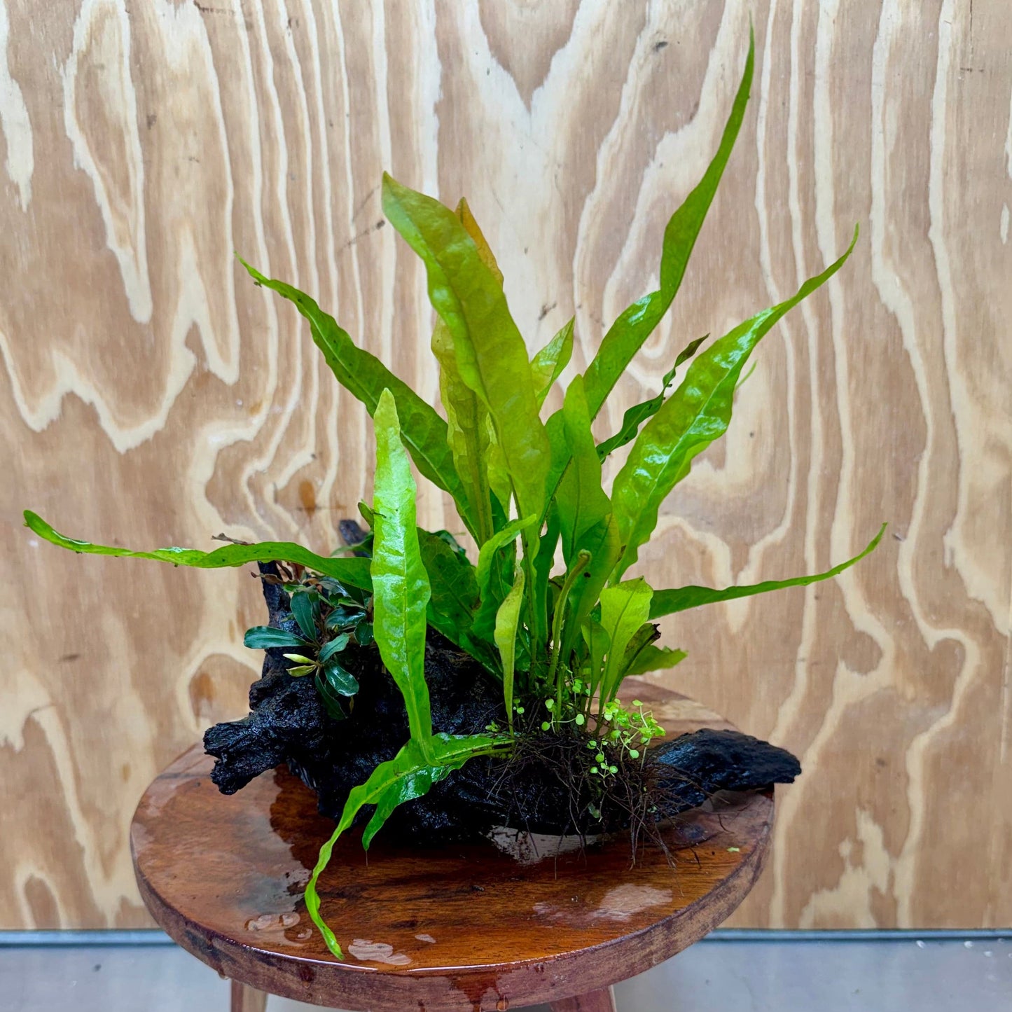 Scapeshop.com.au One Only Bucephalandra, Petite Nana Anubias & Microsorum 'Indo'(Java Fern) Driftwood Creation - One Only - B Bucephalandra, Petite Nana Anubias & Microsorum 'Indo'(Java Fern) Driftwood Creation - One Only - B