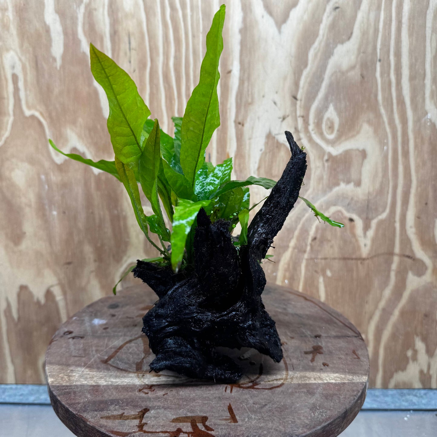 Scapeshop.com.au One Only Bucephalandra plus Indo Microsorum Driftwood Creation - One Only - Sensational Bucephalandra plus Indo Microsorum Driftwood Creation - One Only - Sensational