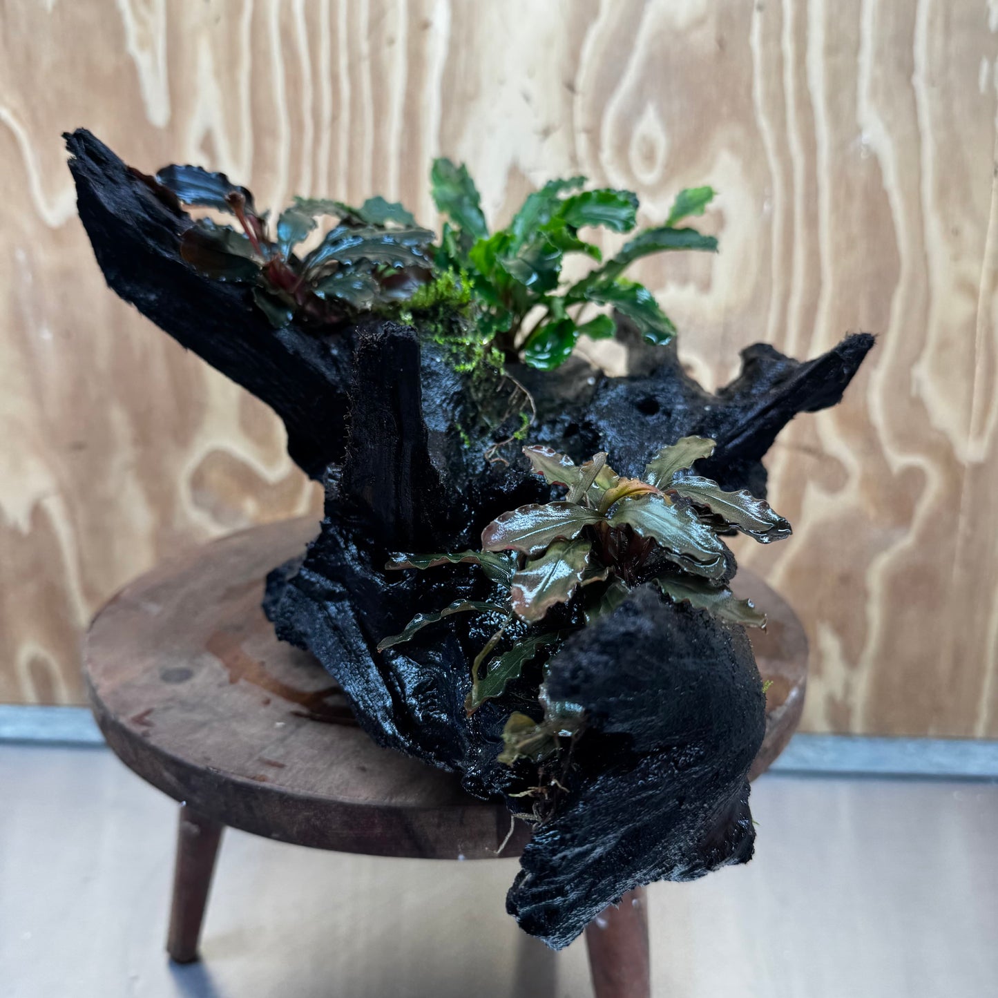 Scapeshop.com.au One Only Bucephalandra Triple Planted Driftwood - ONE ONLY - Dramatic - X-large Bucephalandra Triple Planted Driftwood - ONE ONLY - Dramatic - X-large