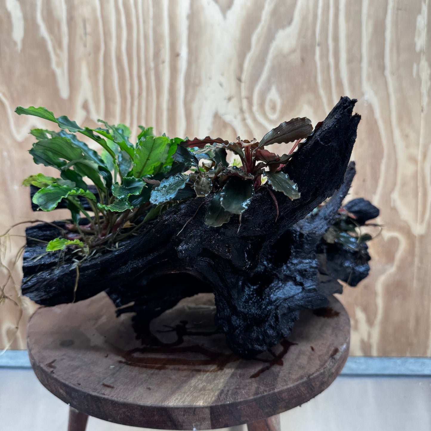 Scapeshop.com.au One Only Bucephalandra Triple Planted Driftwood - ONE ONLY - Dramatic - X-large Bucephalandra Triple Planted Driftwood - ONE ONLY - Dramatic - X-large