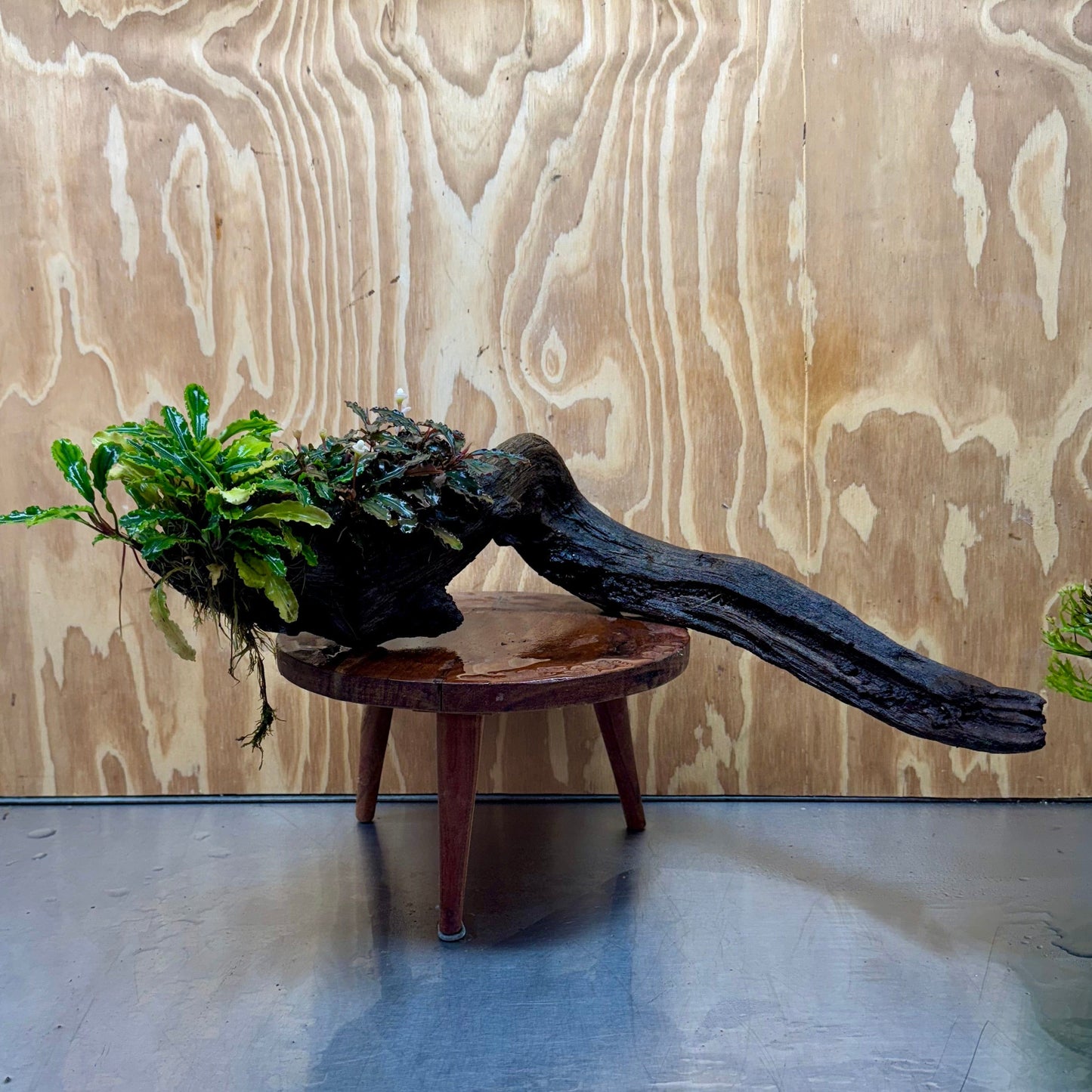 Scapeshop.com.au One Only Bucephalandra Triple Planted Driftwood - ONE ONLY - Elegant - X-large Bucephalandra Triple Planted Driftwood - ONE ONLY - Elegant - X-large